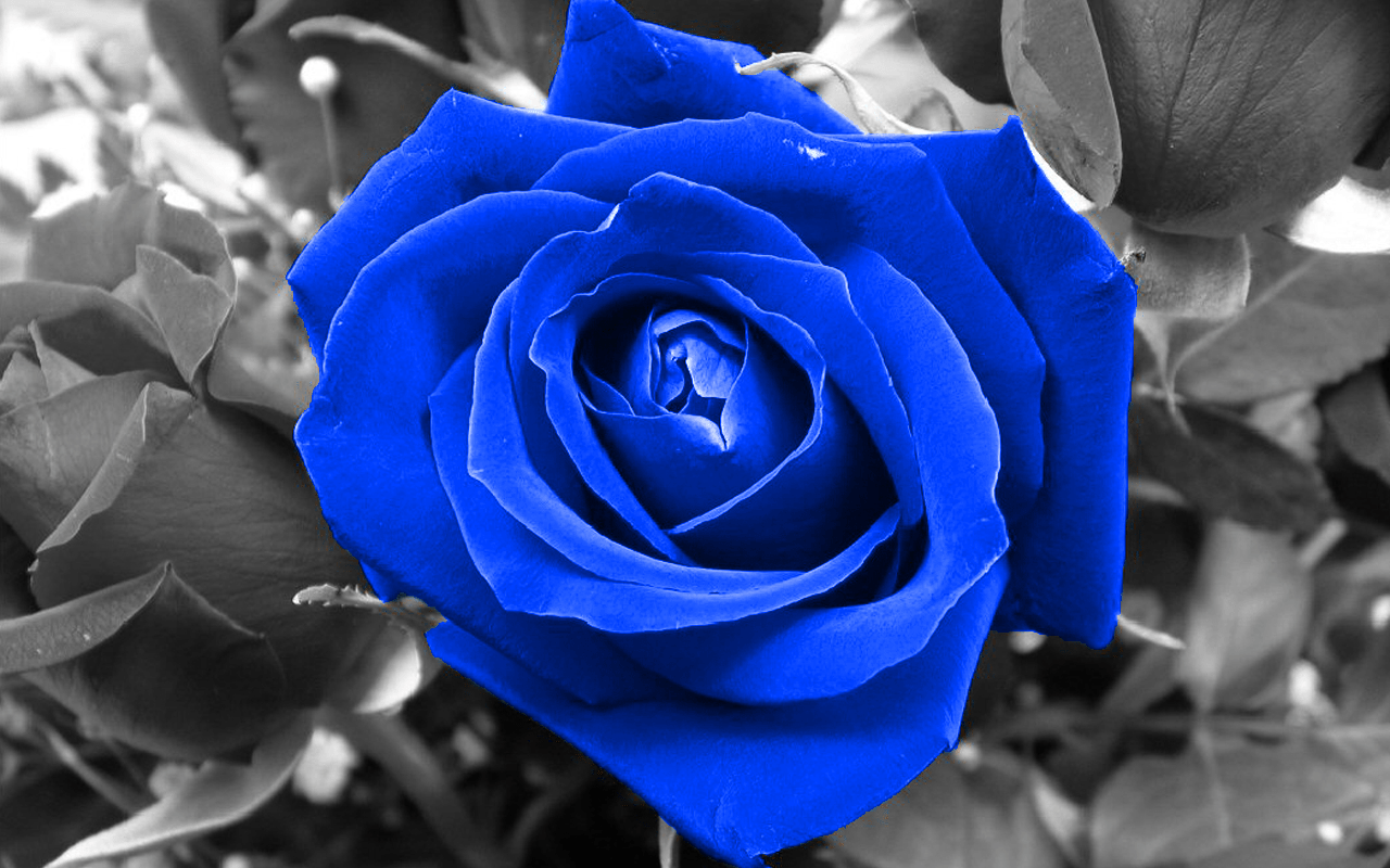 1280x800 Sky Black And White Flowers Wallpaper & Background Download
