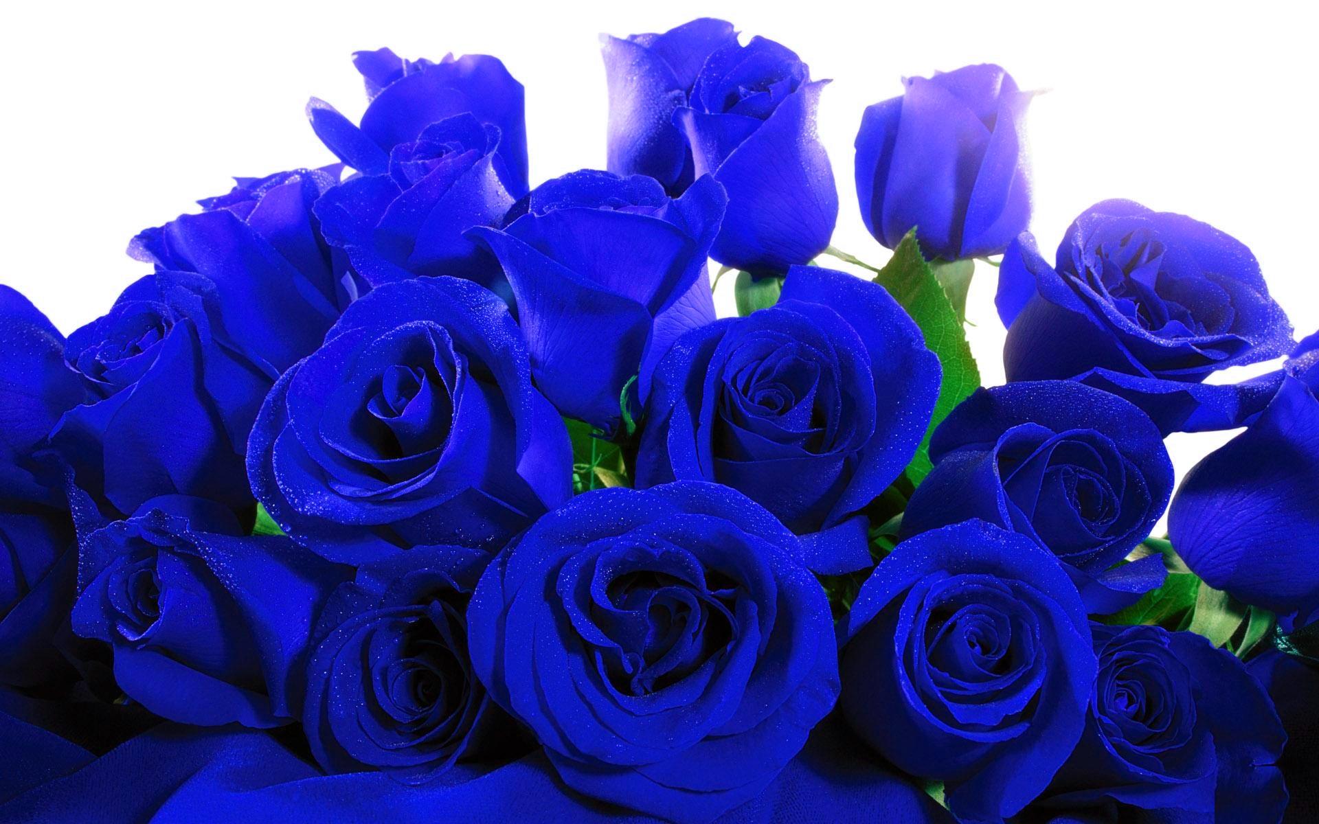 1920x1200 Sky Blue Rose Background Wallpaper 12759