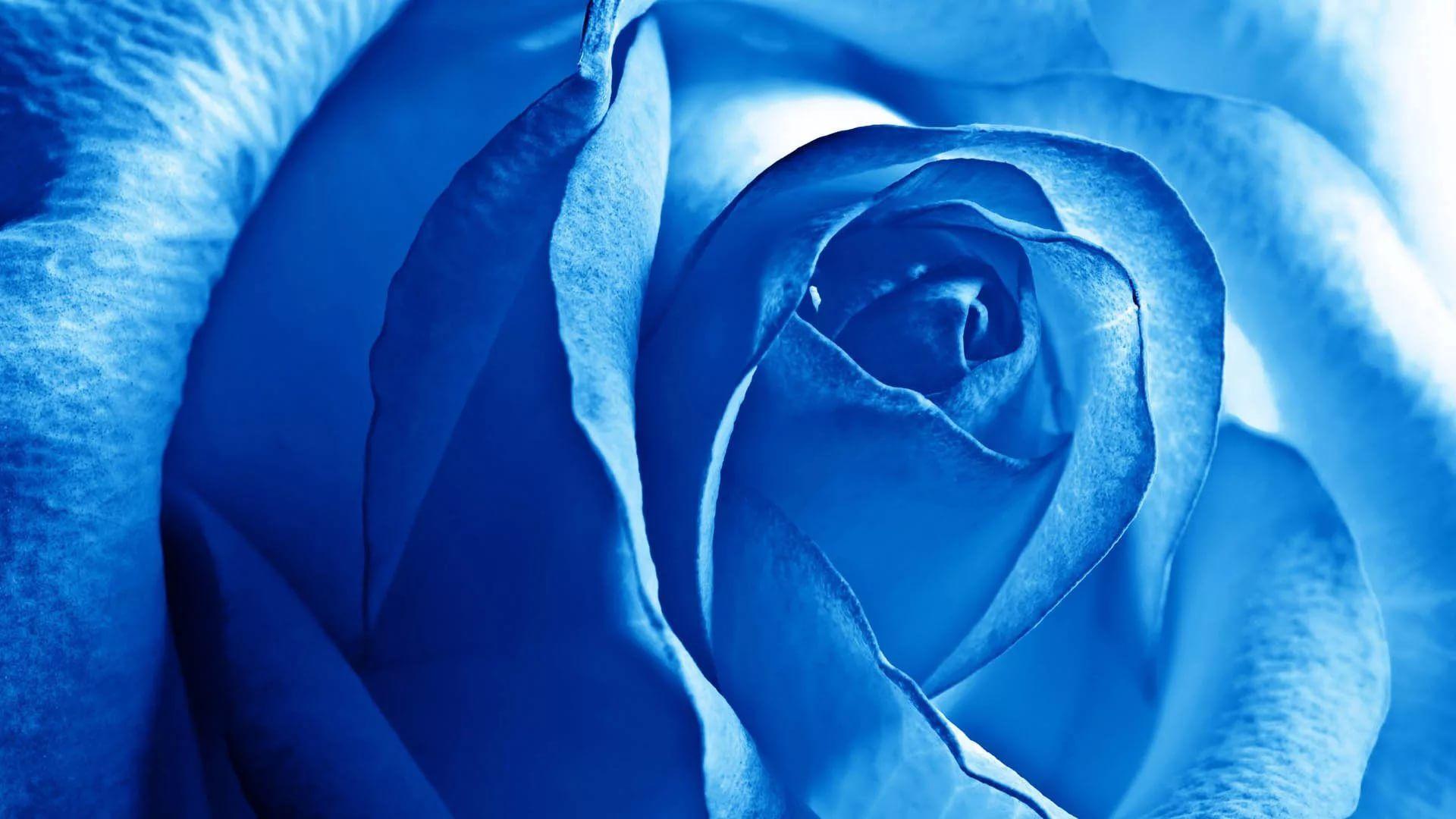 1920x1080 Blue Rose Wallpaper