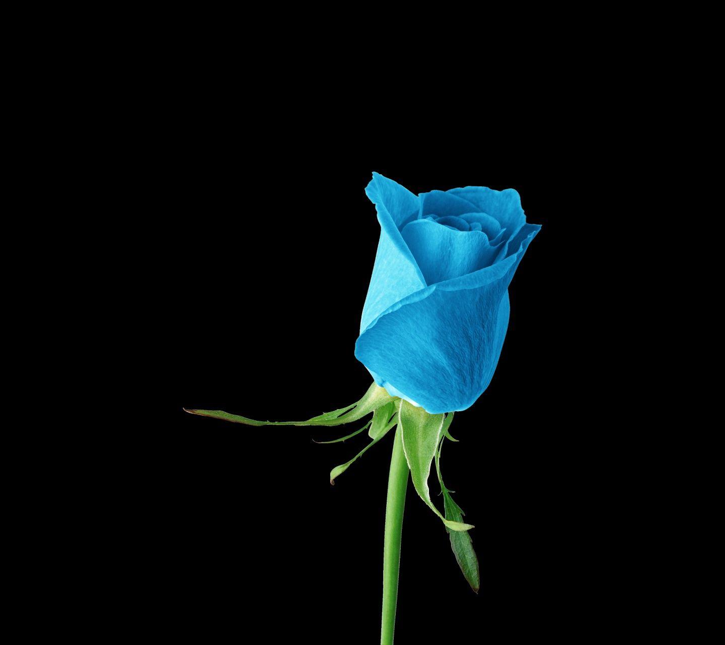 Light Blue Roses Wallpapers - Top Free Light Blue Roses Backgrounds