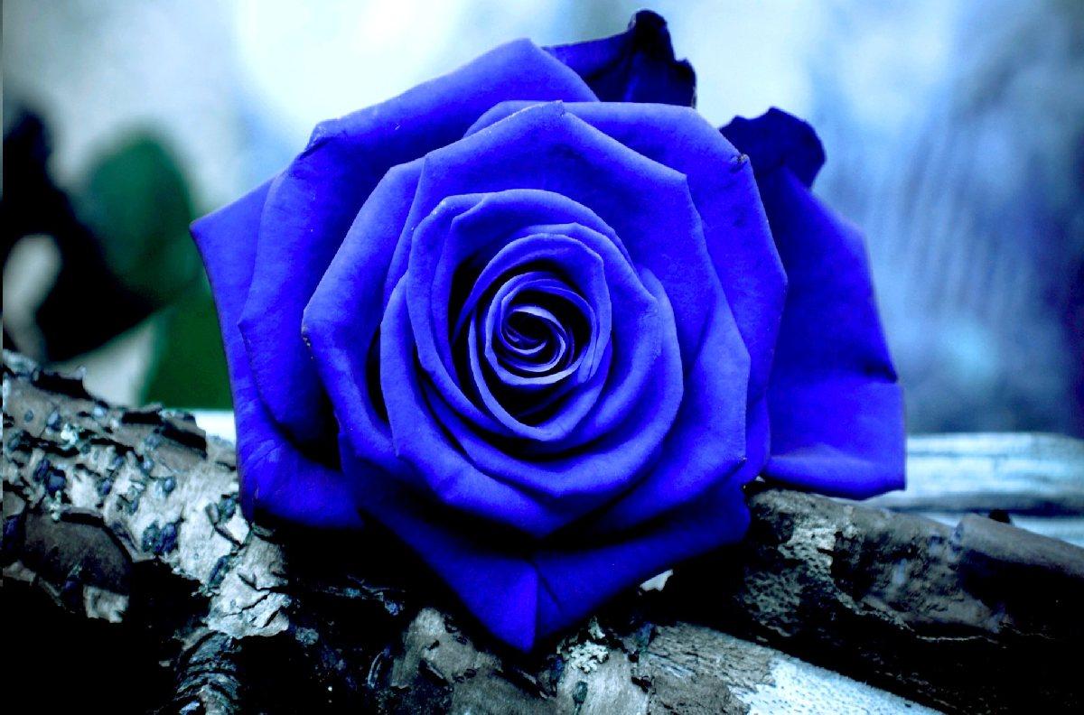 1200x792 Blue Rose