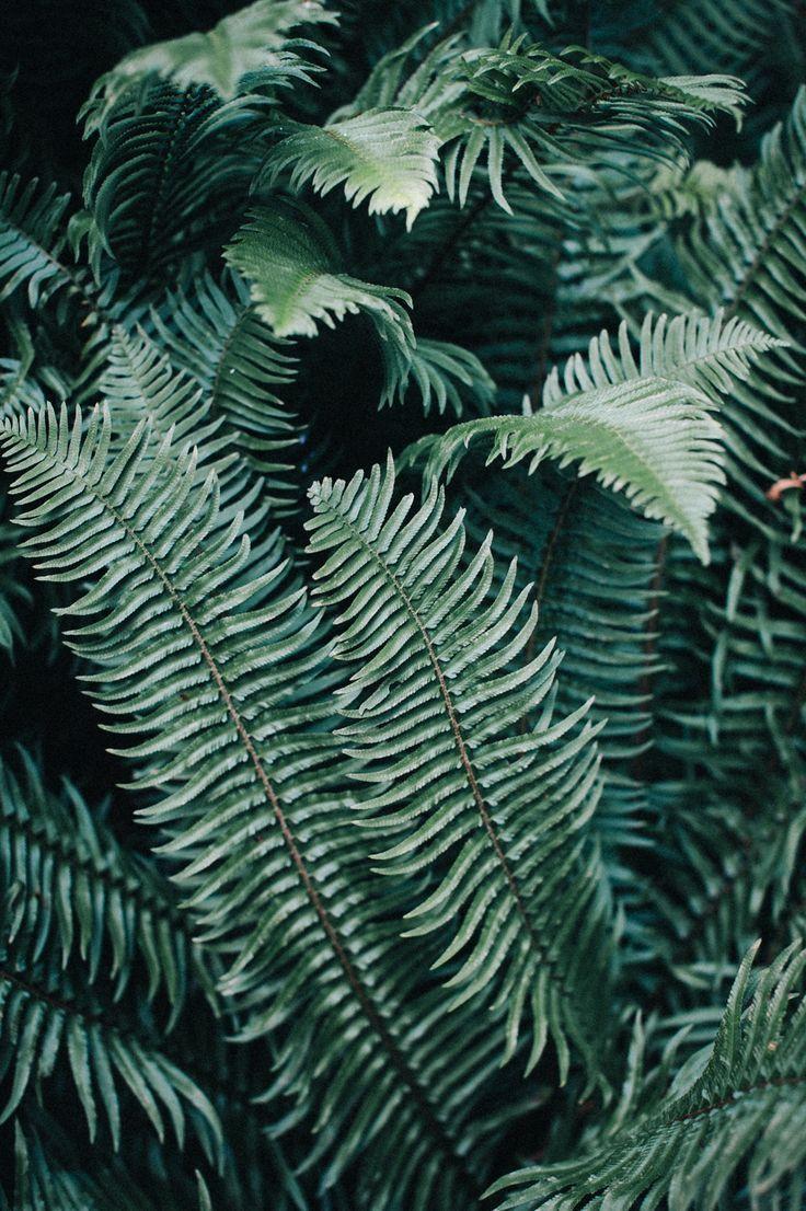 736x1106 Bohemian Tumblr Wallpaper my Dior