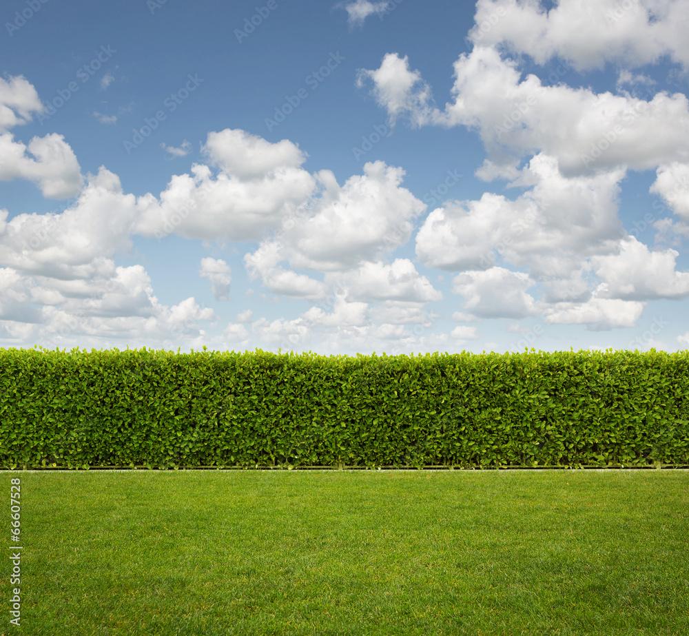 1000x923 Wall mural Back yard, green hedge on the grass Nr. wallpaper digital printing