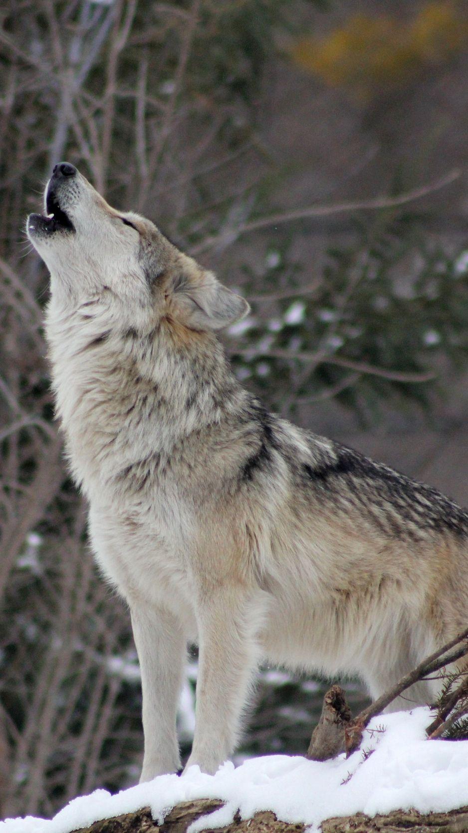 938x1668 Download Wallpaper 938x1668 Wolf, Howling, Snow, Forest Iphone 8 7