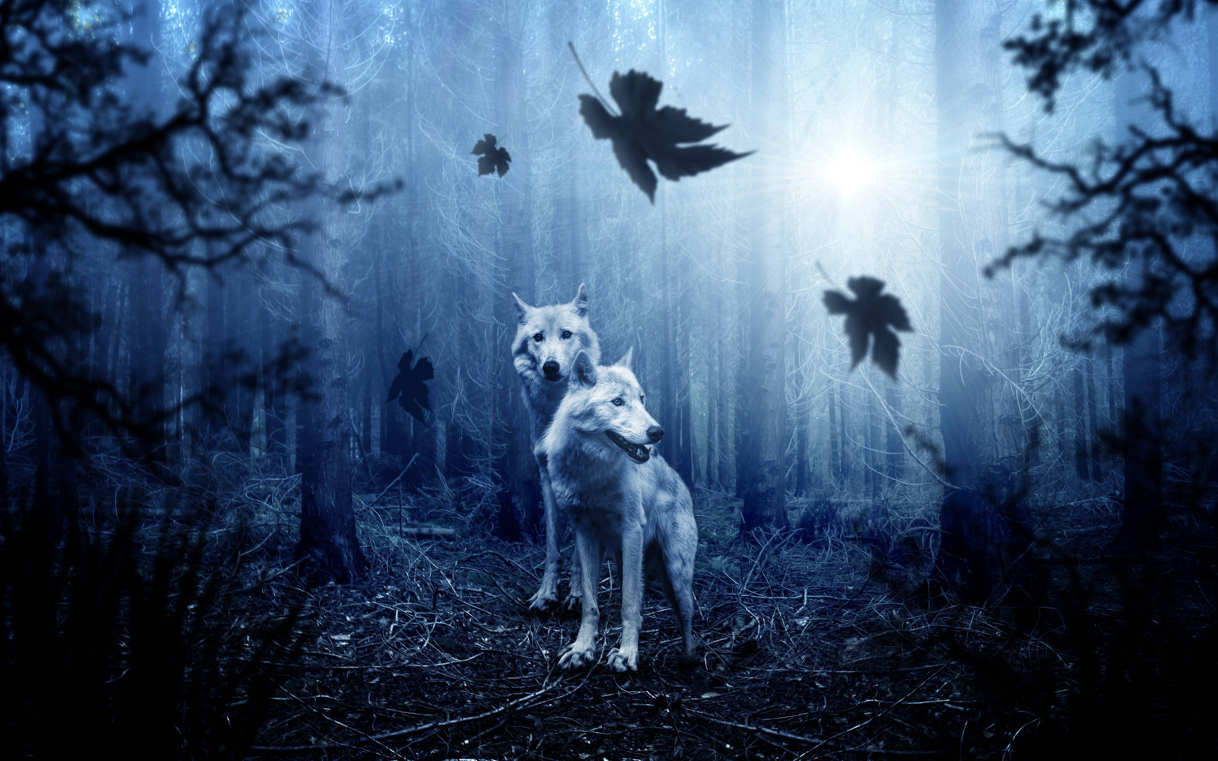 4200x2625 Forest Wolves 4K Wallpaper