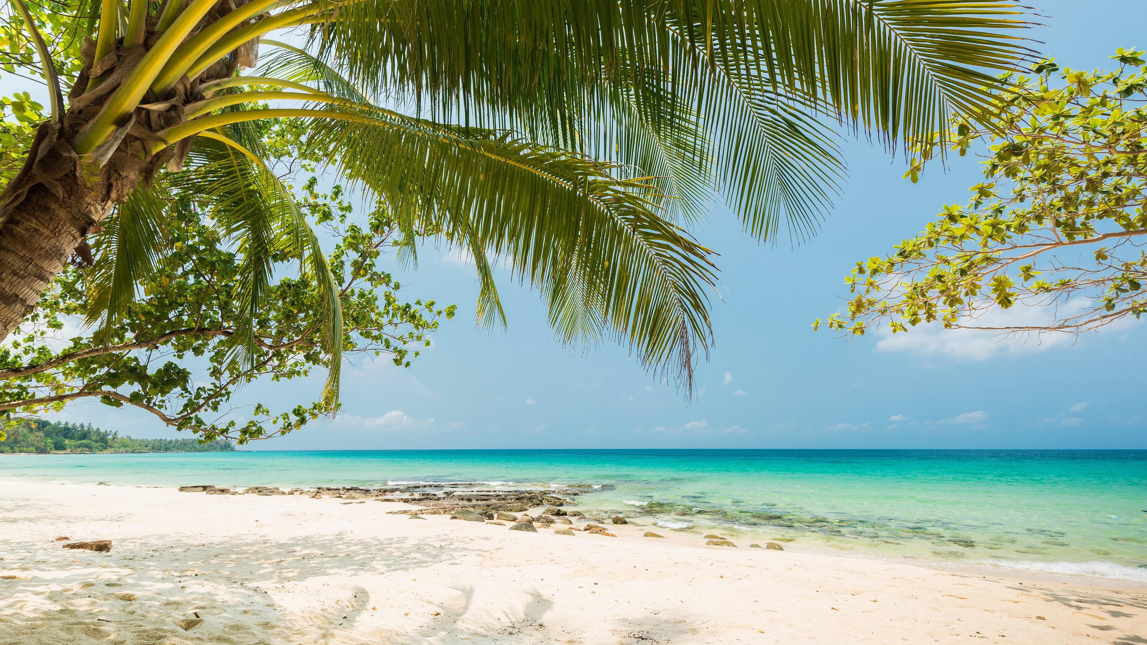 3840x2160 8k Uhd, Palm Tree, Sandy Beach, Shore, Coast, Azure, Wallpaper & Background Download