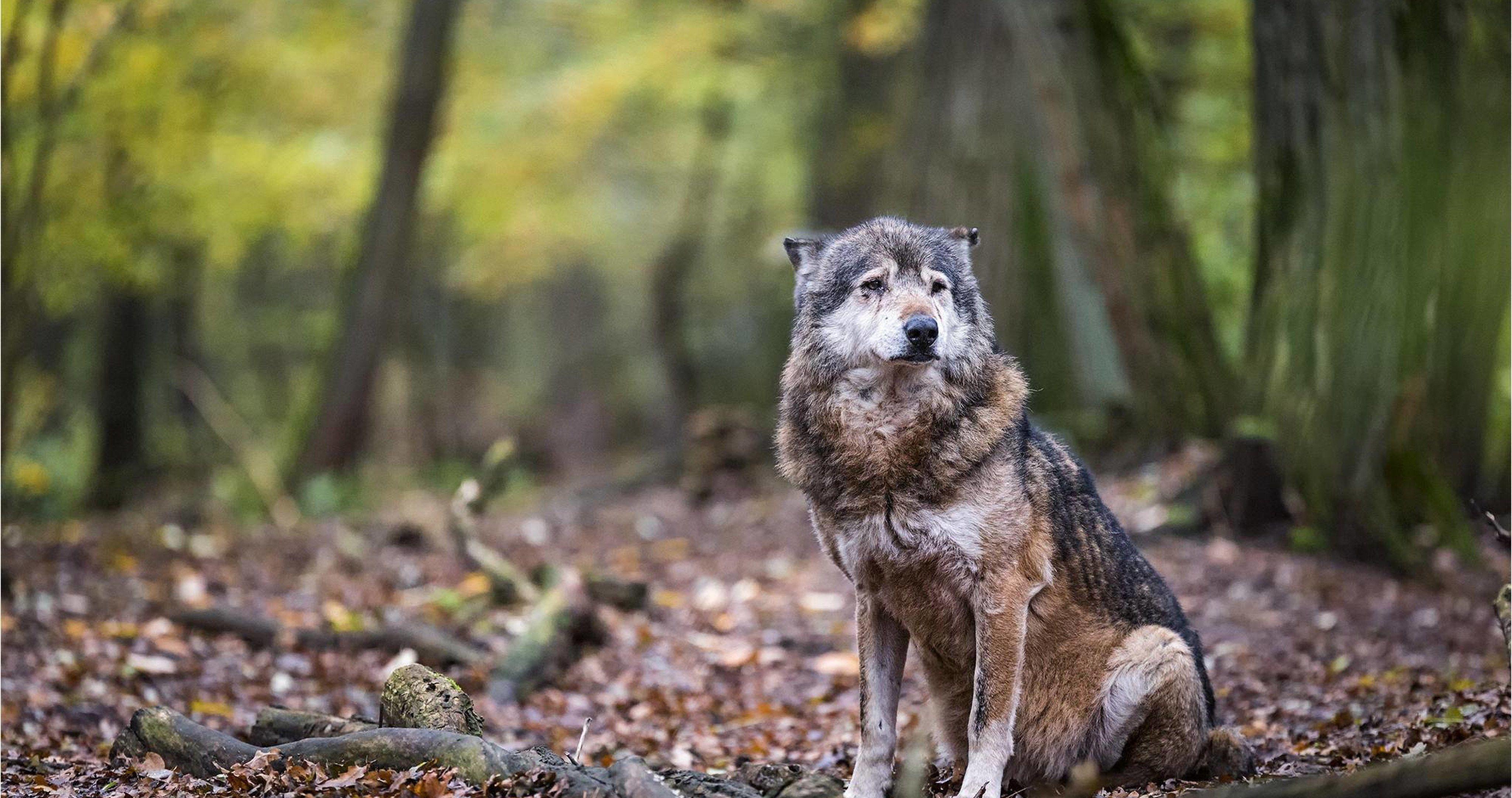 Wolf 4K Wallpapers Top Free Wolf 4K Backgrounds WallpaperAccess