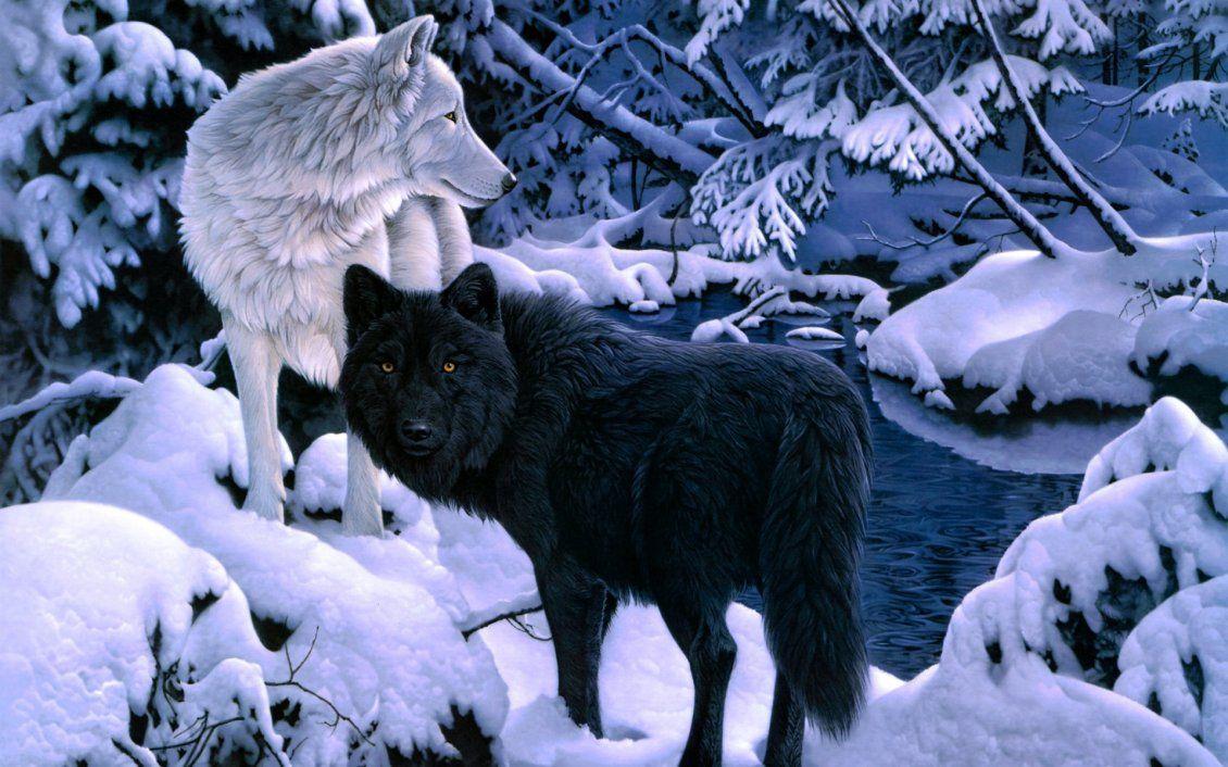 1130x706 Black and white wolfs in the forest