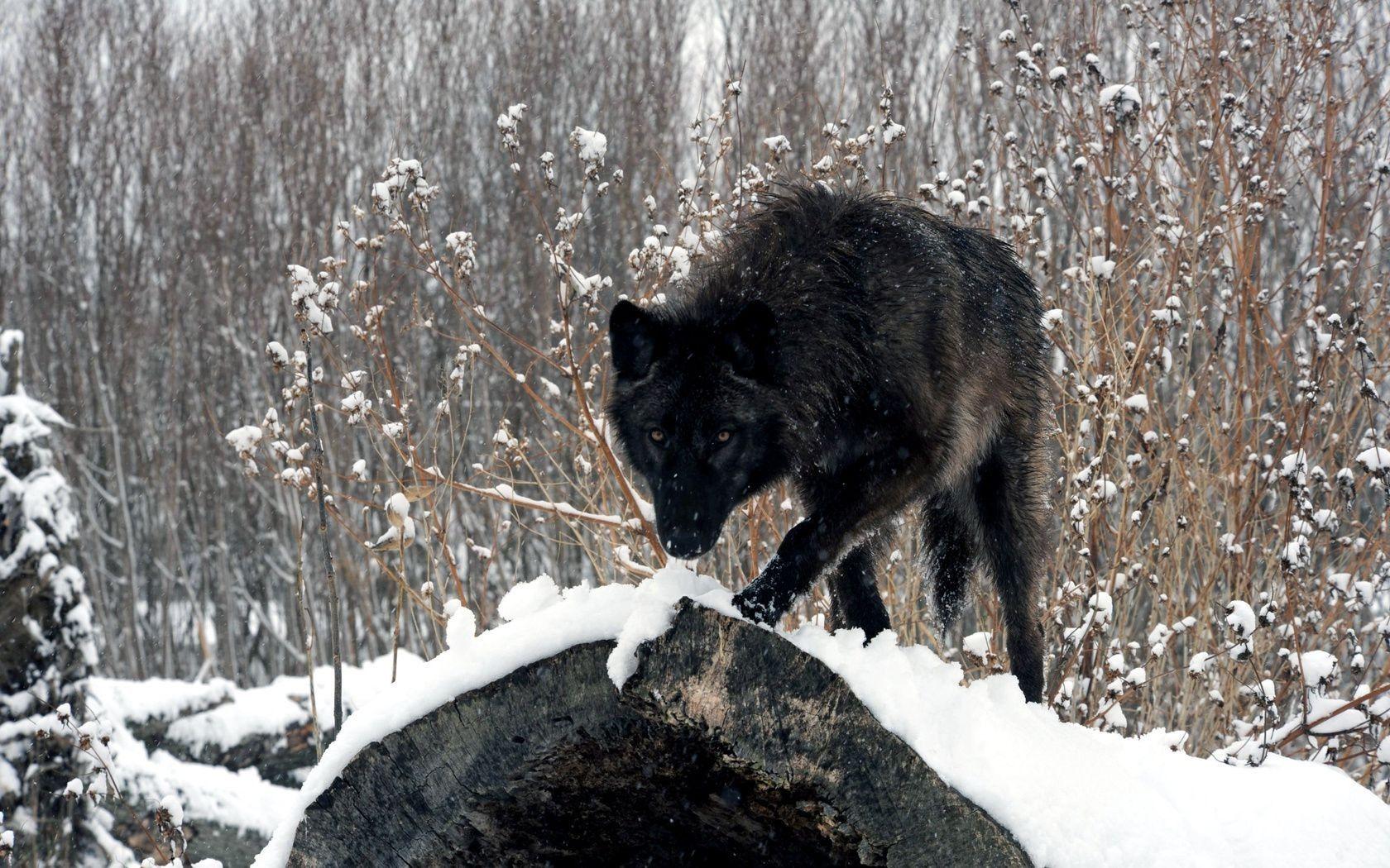 1680x1050 Wolf forest snow winter view log. iPhone wallpaper for free