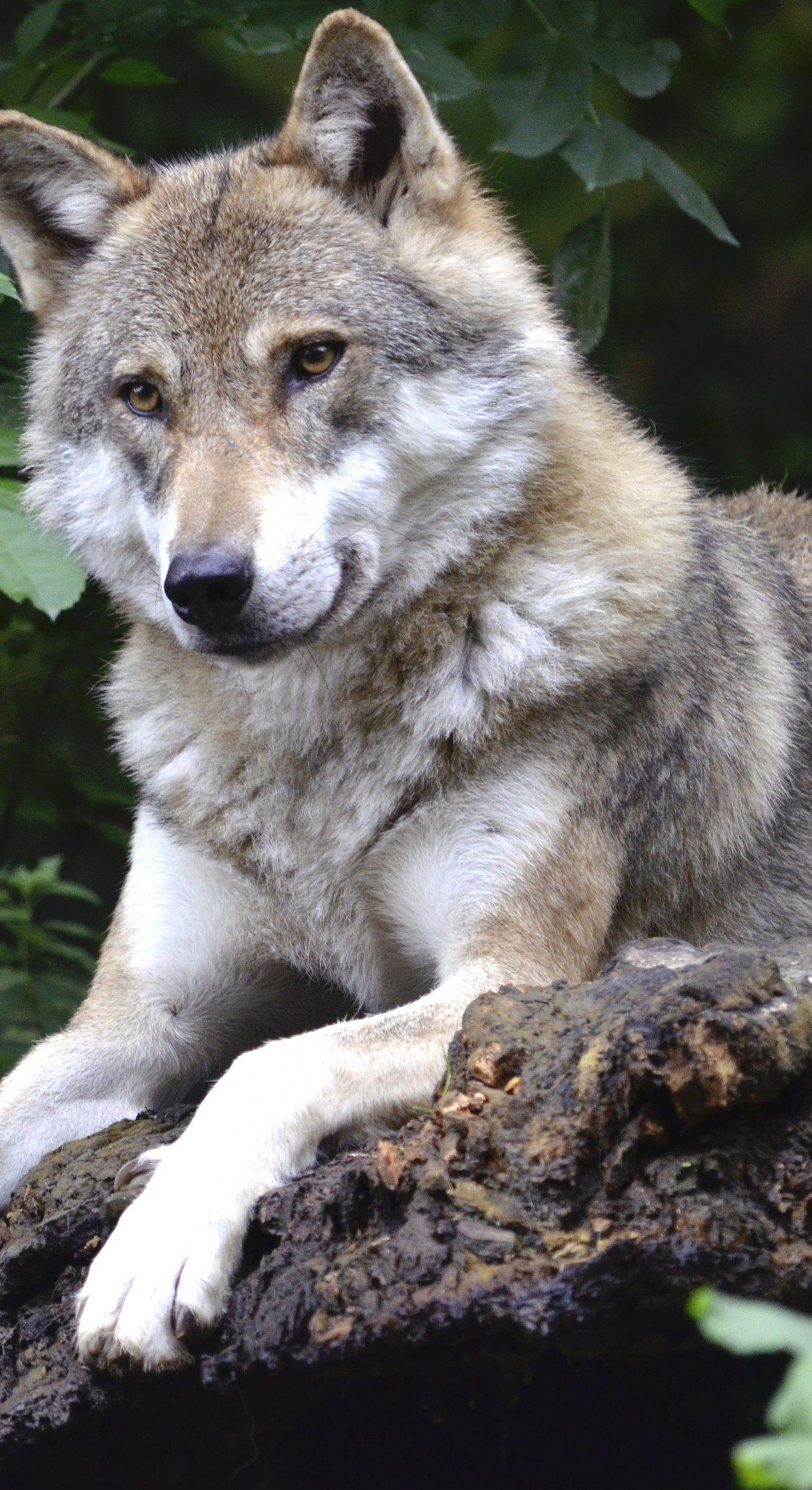 1344x2464 Wolf Concerns Forest Predator Canine Isegrim Pack Animal. wolves