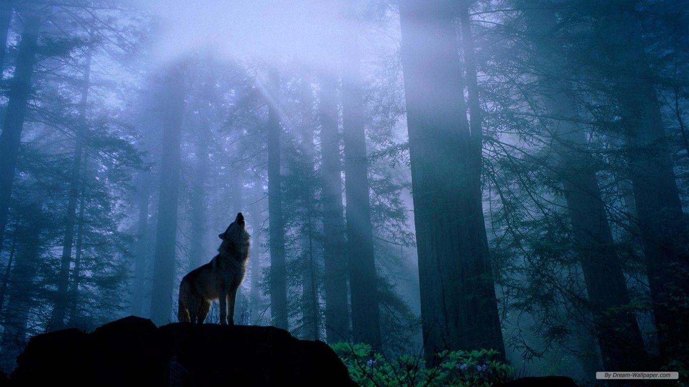1366x768 Desktop Background Wolf