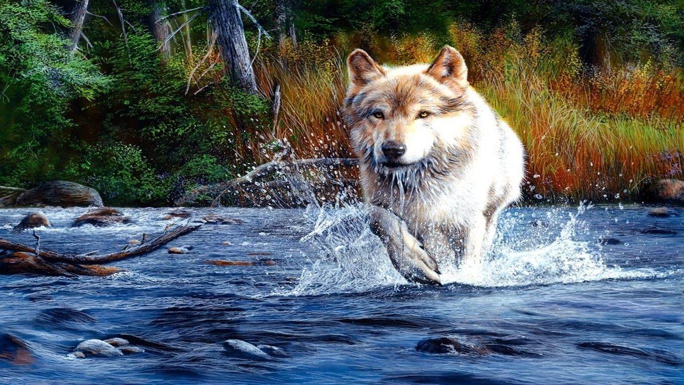 1366x768 Other: Water Running Wolf Forest Wallpaper iPhone 6 Plus Animal HD