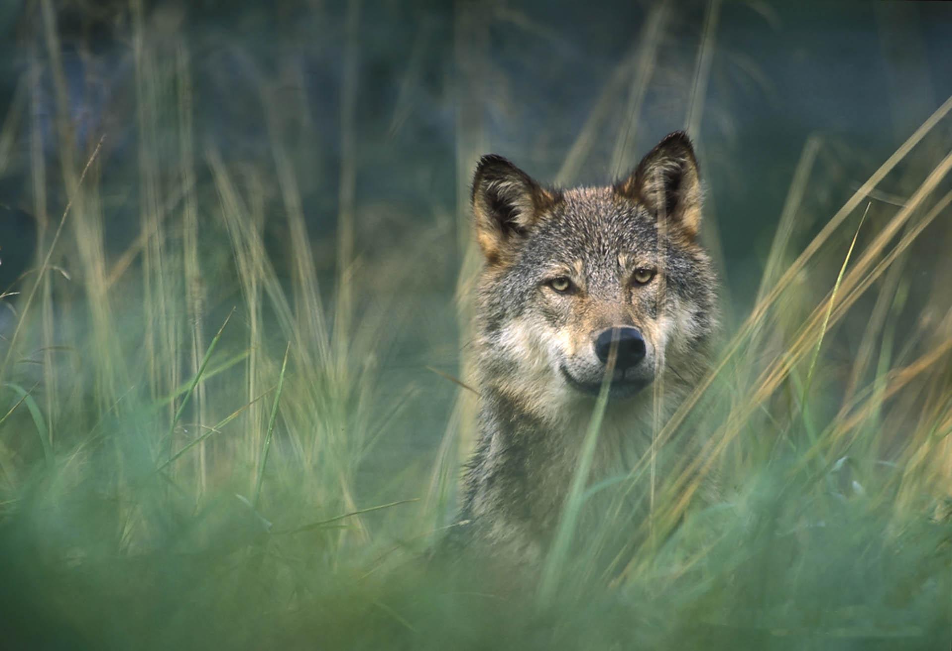 1920x1313 Wolf Wallpaper & Picture Full HD For iPhone & Android