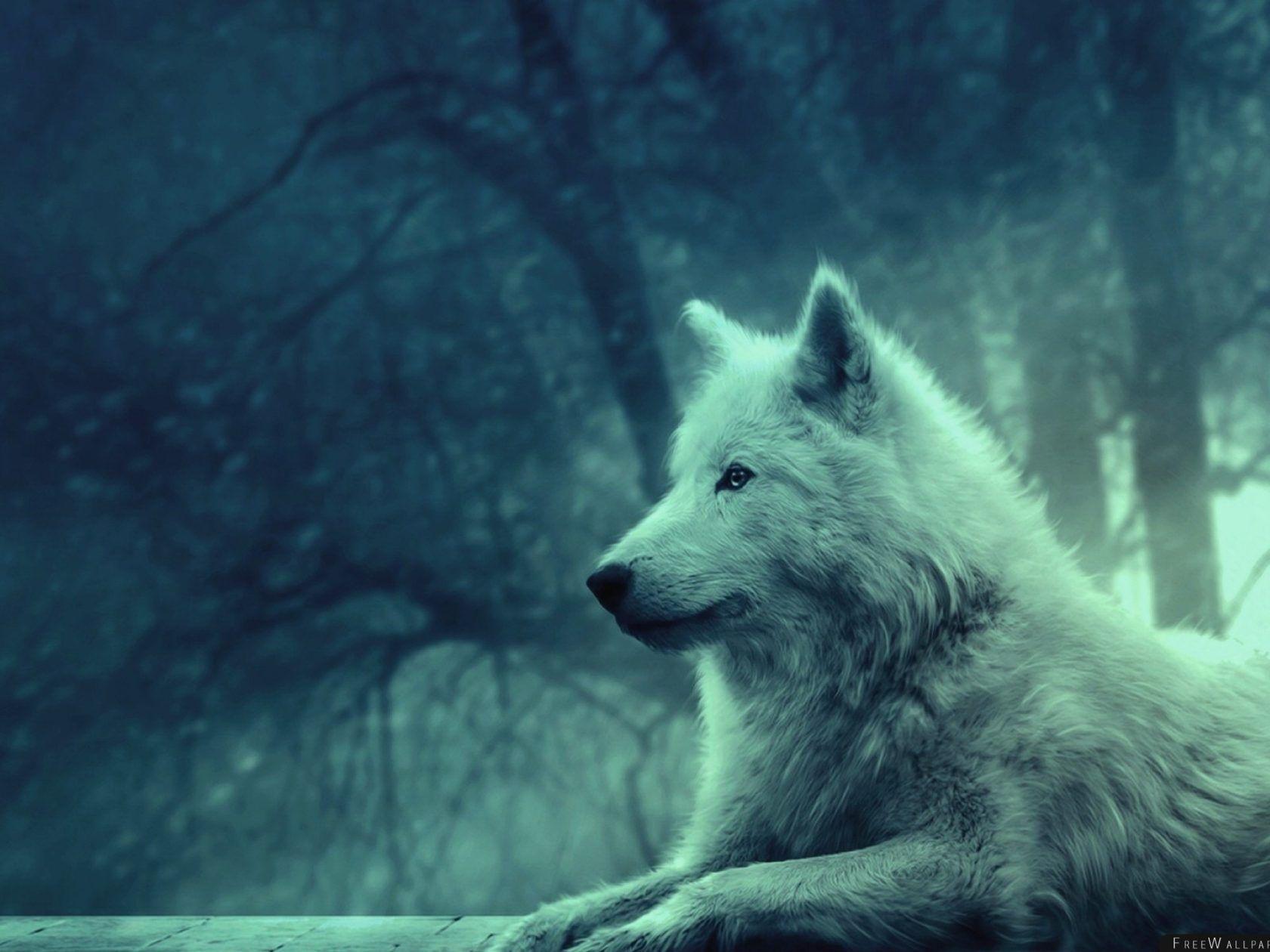 1680x1260 Wolf Light Forest Wild Calm Peace Wallpaper