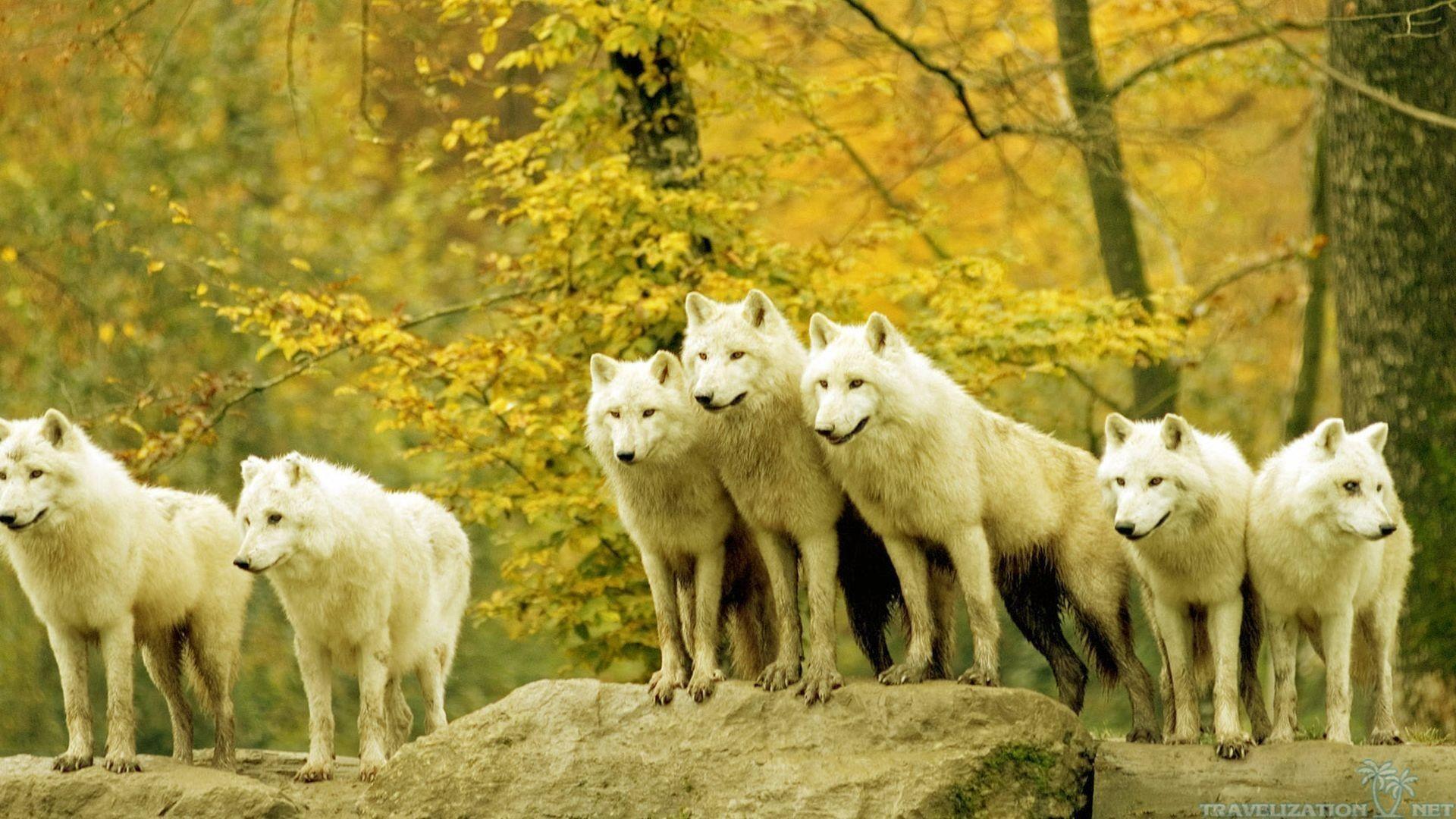 1920x1080 Other Wild Wolf Forest Wolves Animal White Wallpaper For iPhone
