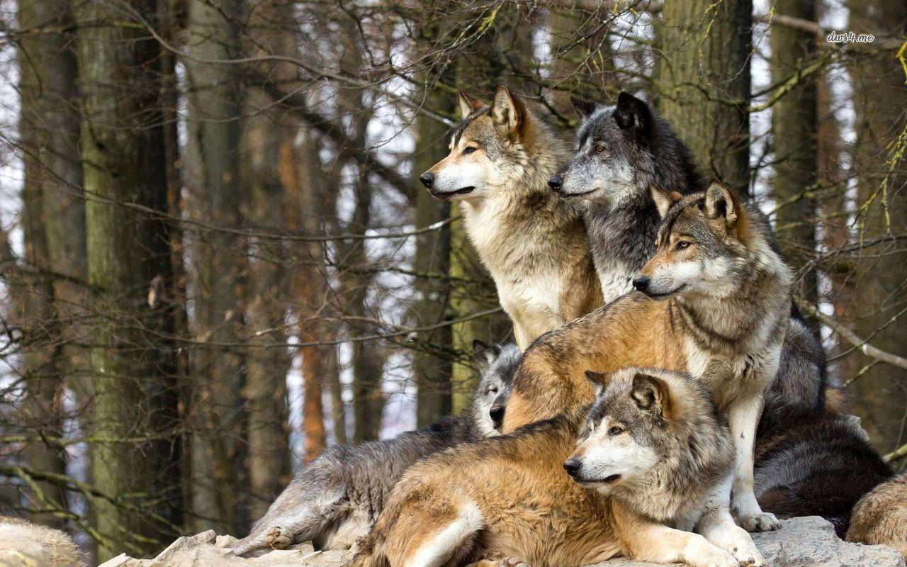 1280x800 Wolf Pack Wallpaper