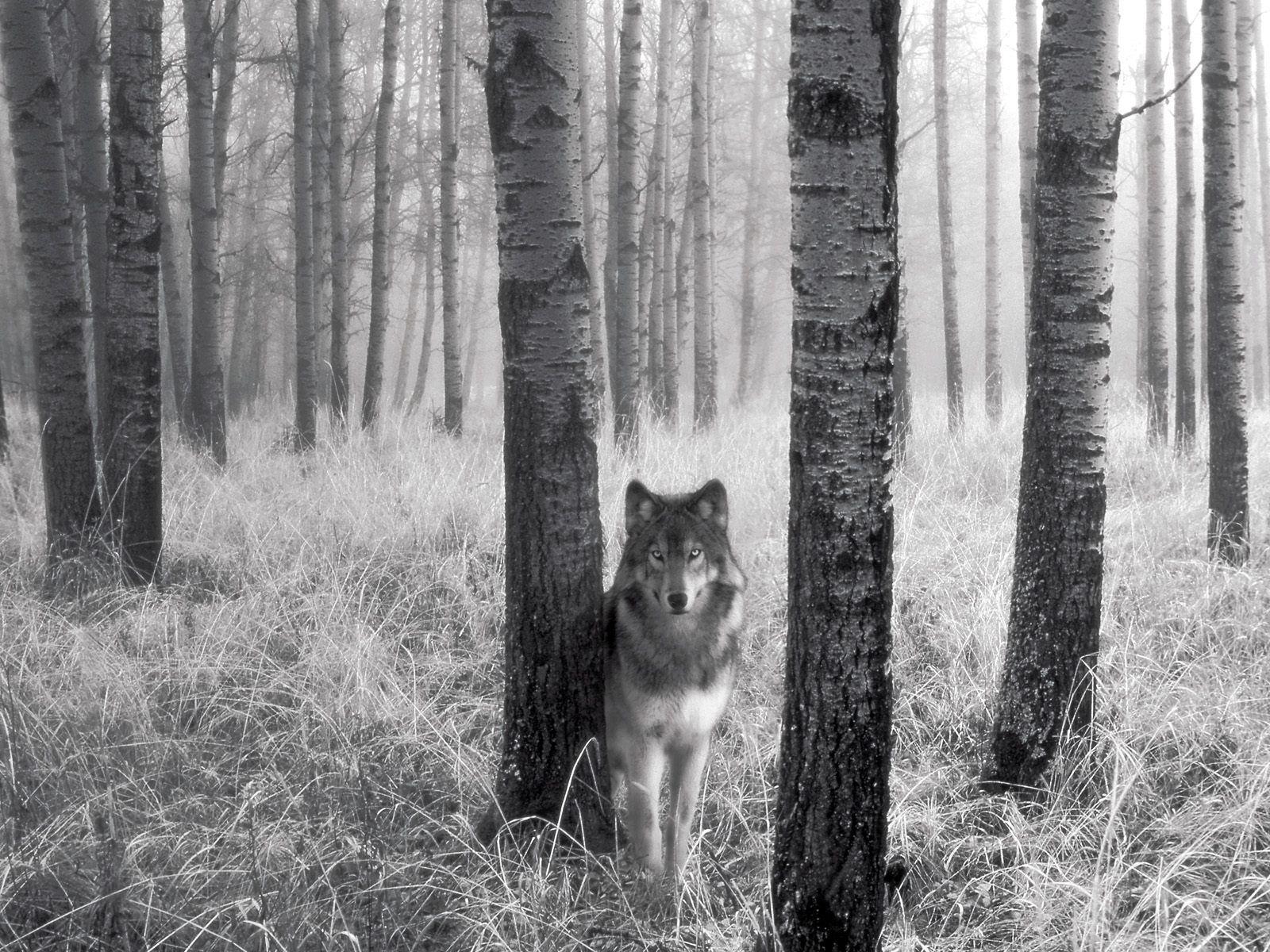 1600x1200 Best HD Walls of Wolves, HD Widescreen Wolves Wallpaper