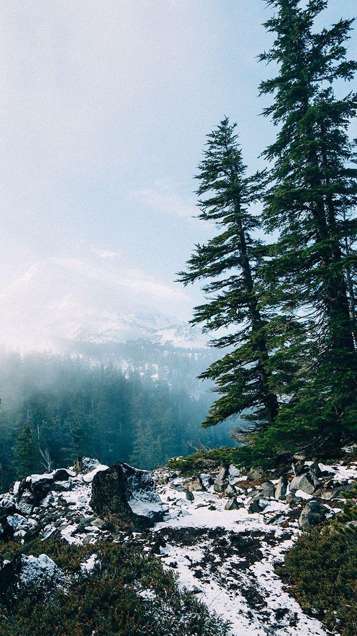 736x1308 Forest Winter Trees Snow HD iPhone Wallpaper Unique Grey Wolf