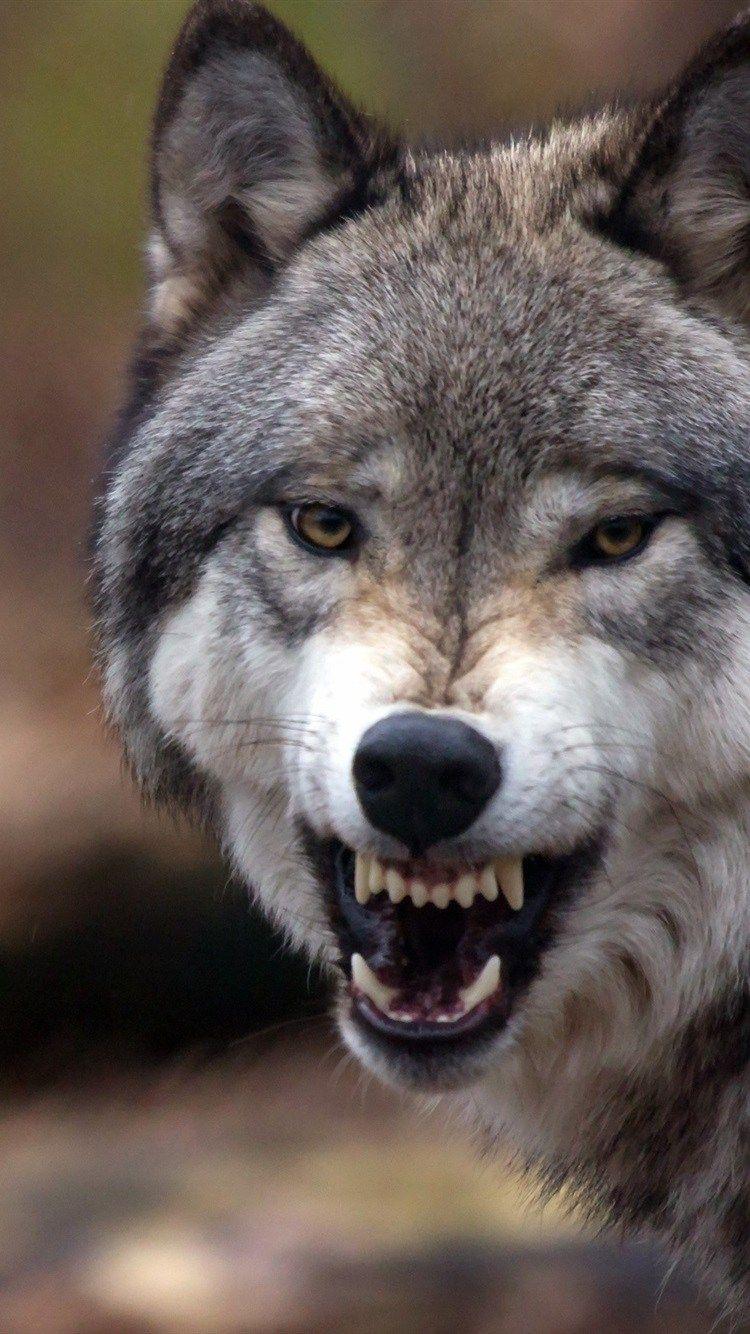 750x1334 Wolf Wallpaper iPhone 7 Spirit Wolf Wallpaper Free By ZEDGE