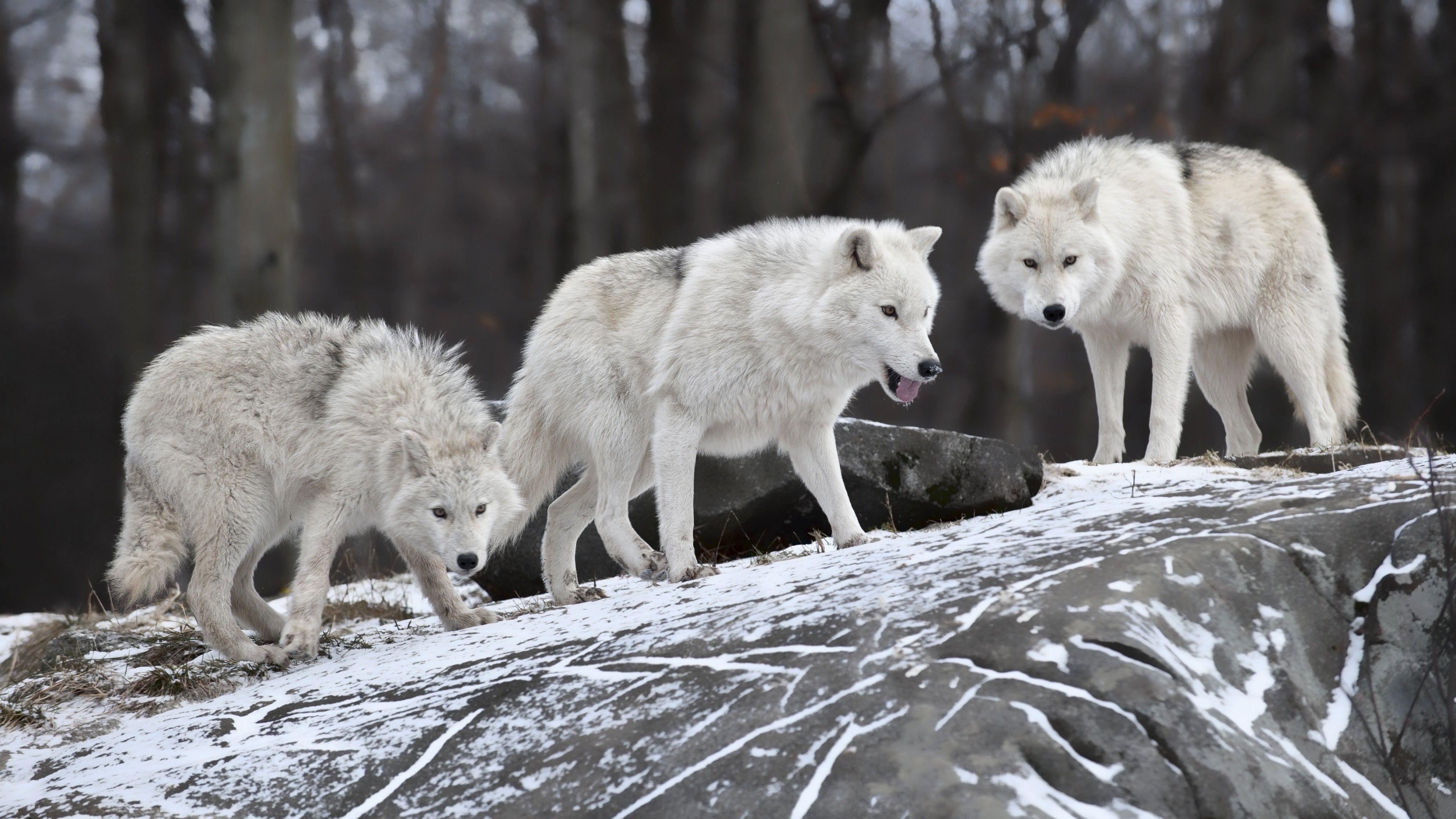 3840x2160 Wallpaper Wolf, forest, snow, cute animals, Animals