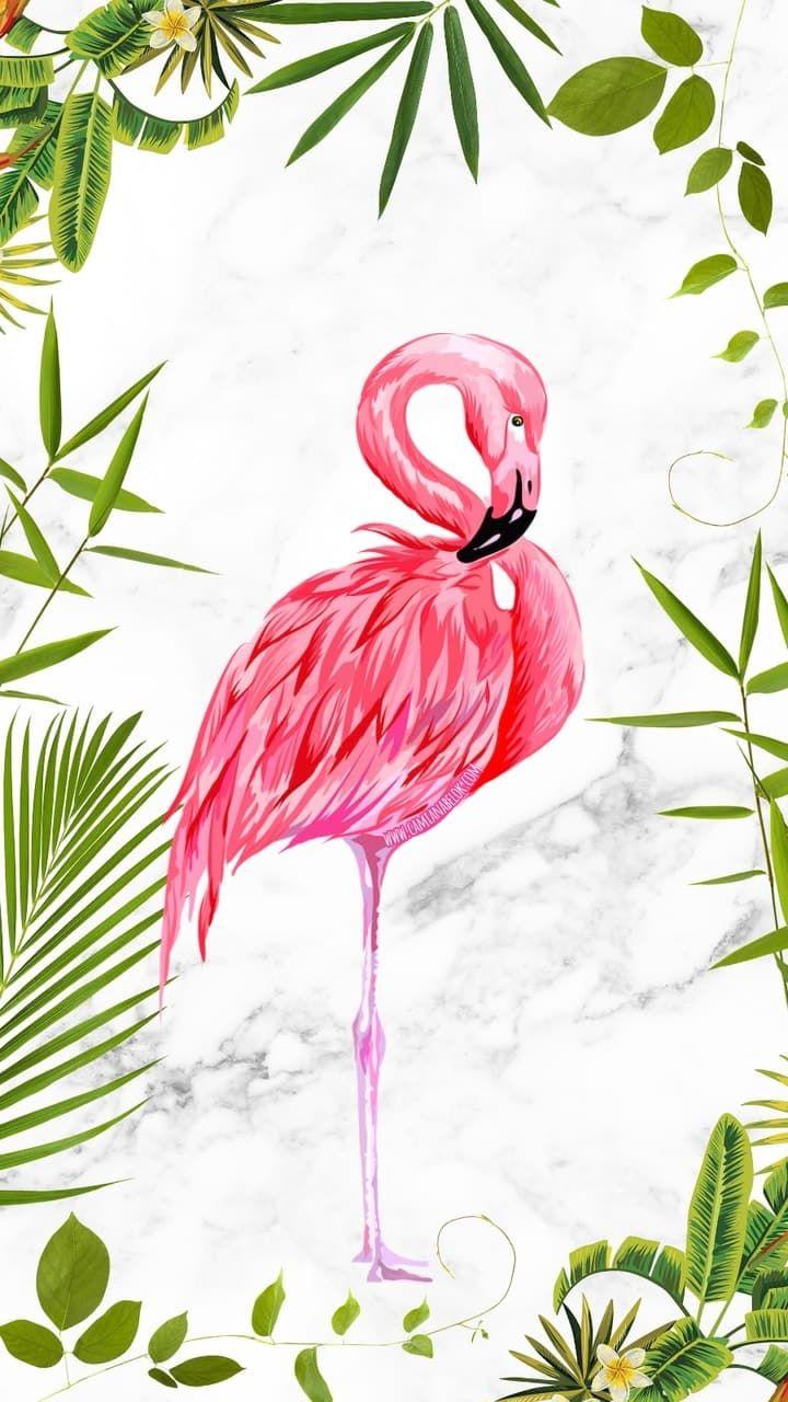 720x1280 ladypauli. Flamingo art, Flamingo wallpaper, Flamingo painting