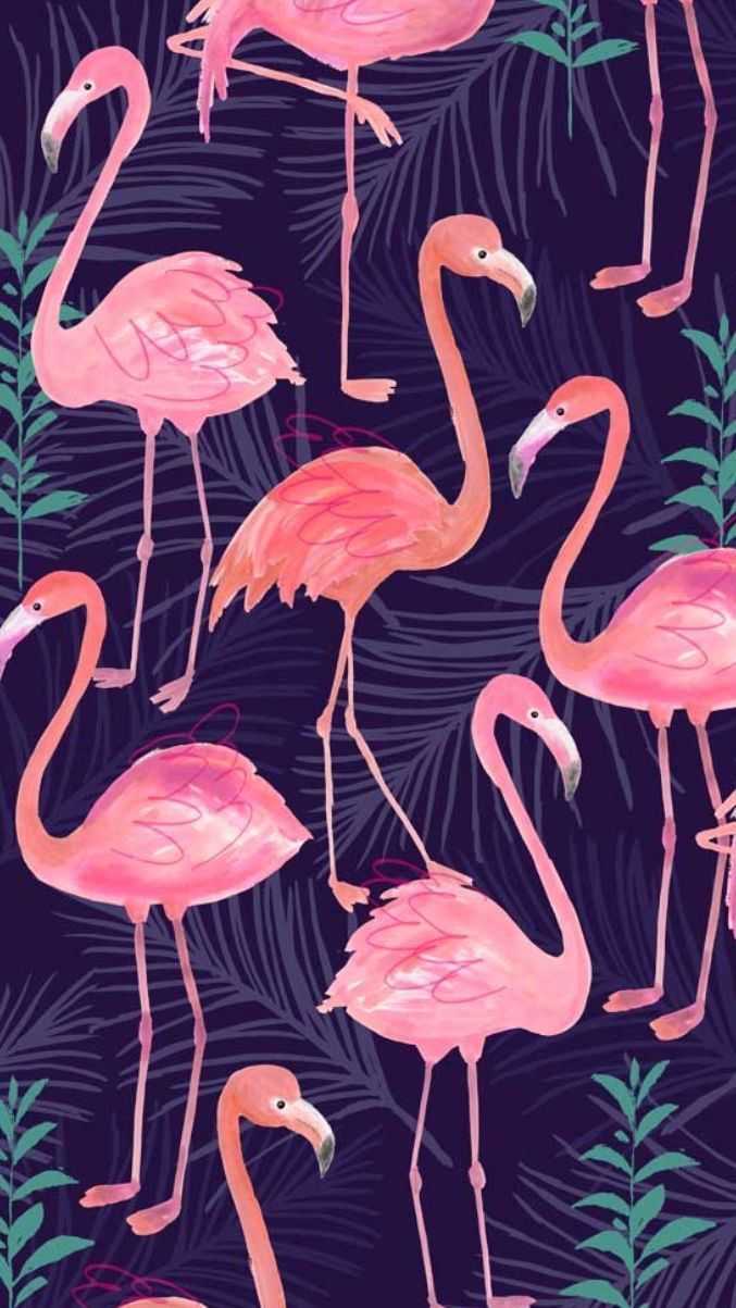 677x1203 Flamingo Wallpaper