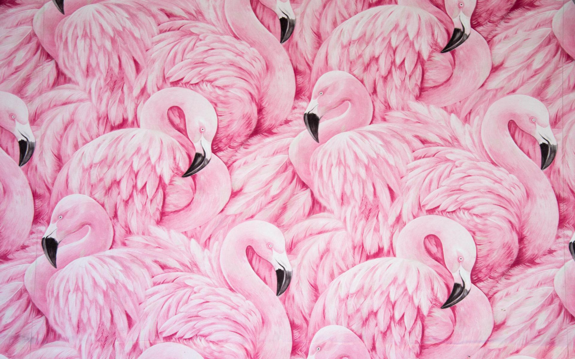 1920x1200 Animals Image Pink Flamingo Collection Art Wallpaper HD :