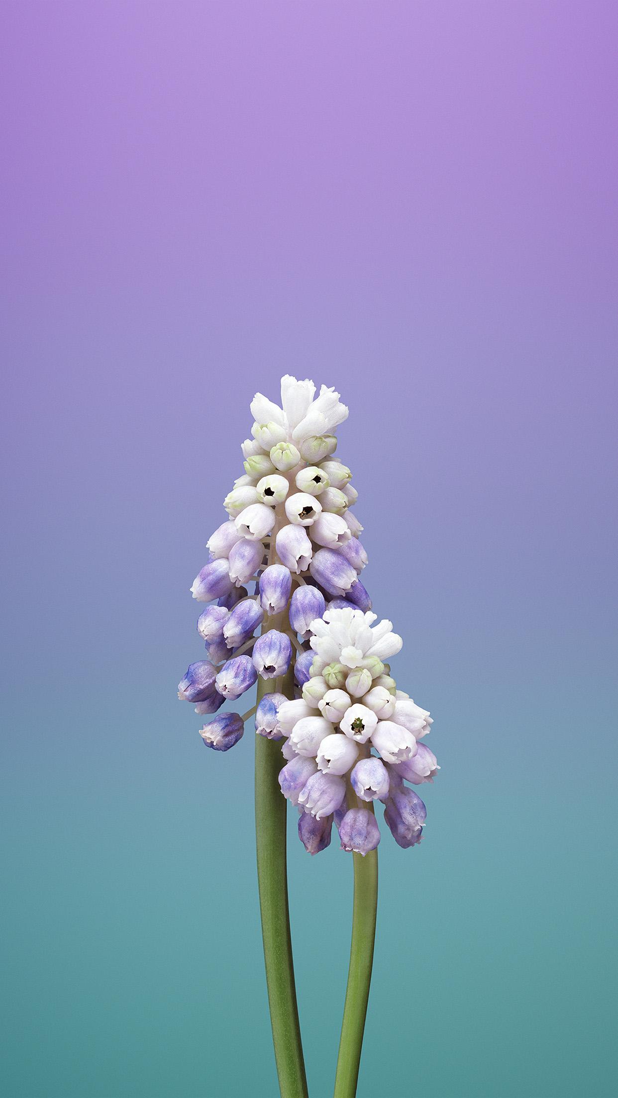 1242x2208 iPhone X wallpaper. flower gradation purple green apple illustration art