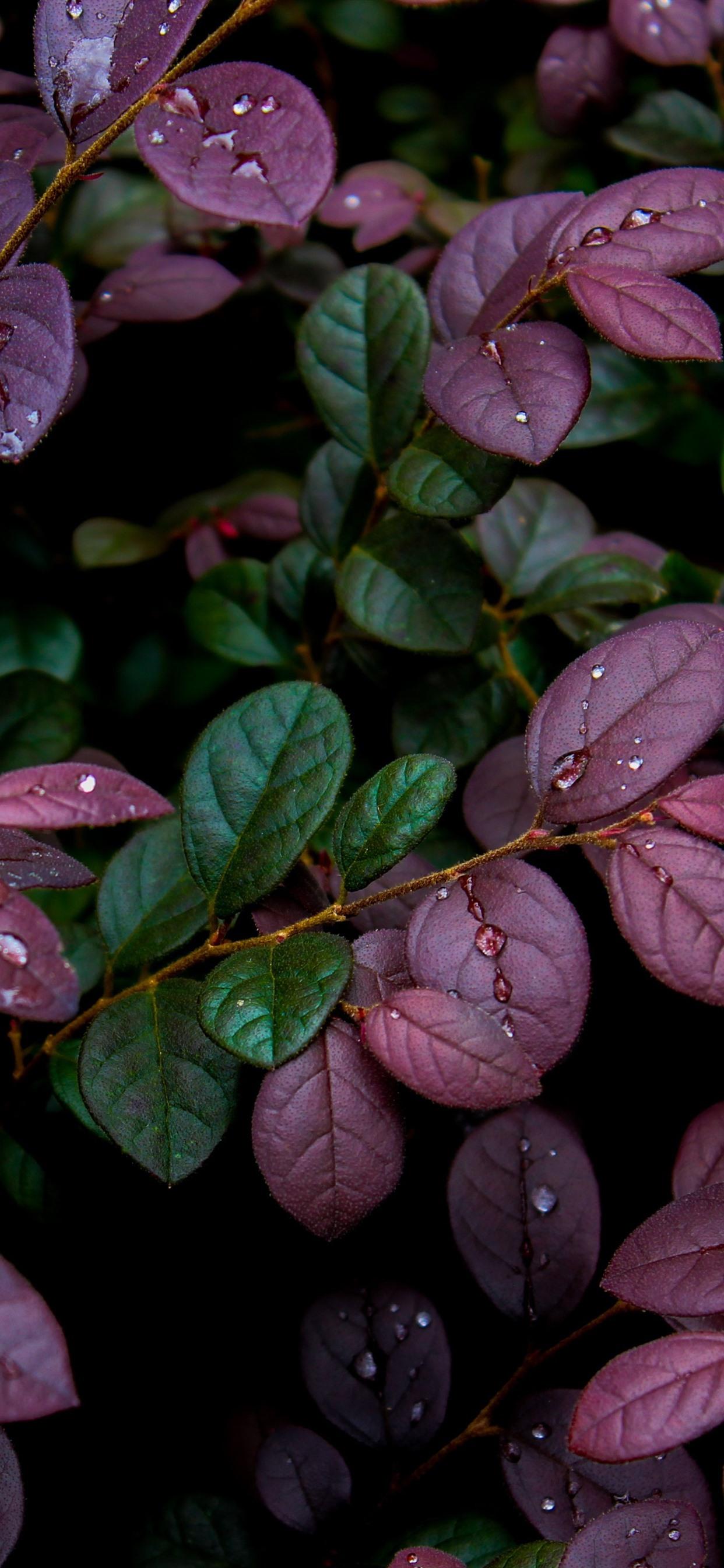 1242x2688 Purple And Green Leaves, Water Droplets 1242x2688 IPhone 11 Pro XS Max Wallpaper, Background, Picture, Image