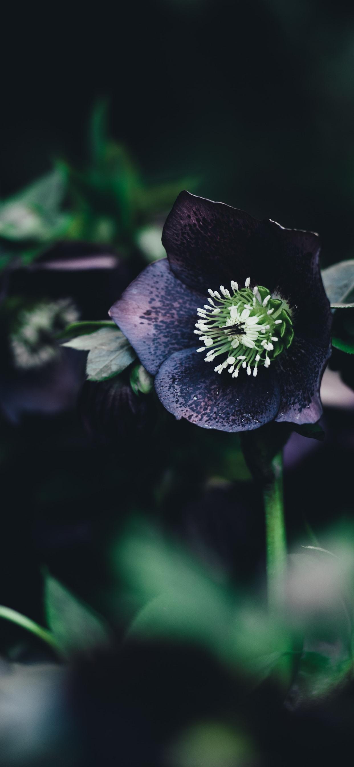 1242x2688 Purple Flowers, Green Leaves, Darkness 1242x2688 IPhone 11 Pro XS Max Wallpaper, Background, Picture, Image