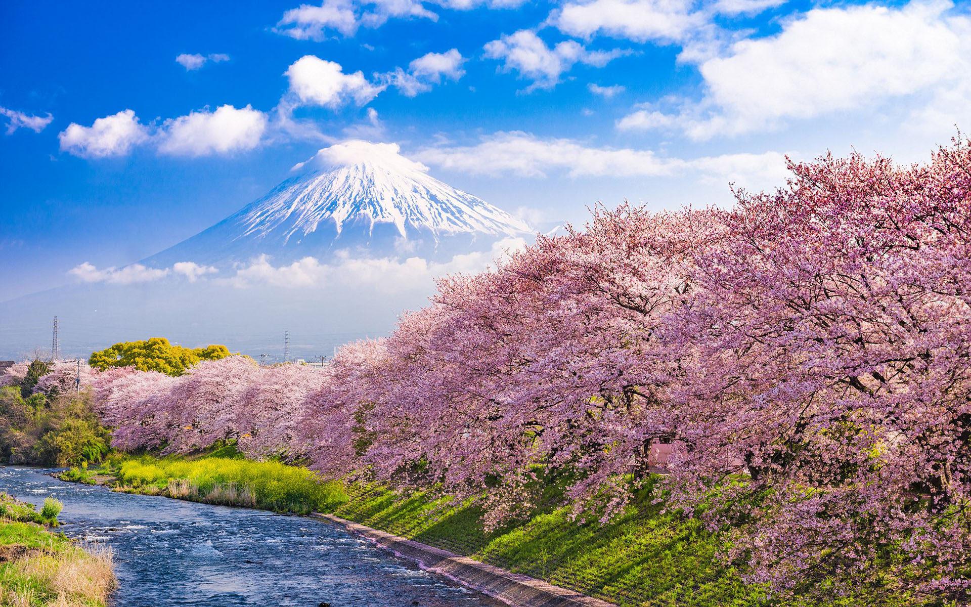1920x1200 Cherry Blossoms In Japan Urui River And Mount Fuji In Japan Wallpaper HD :