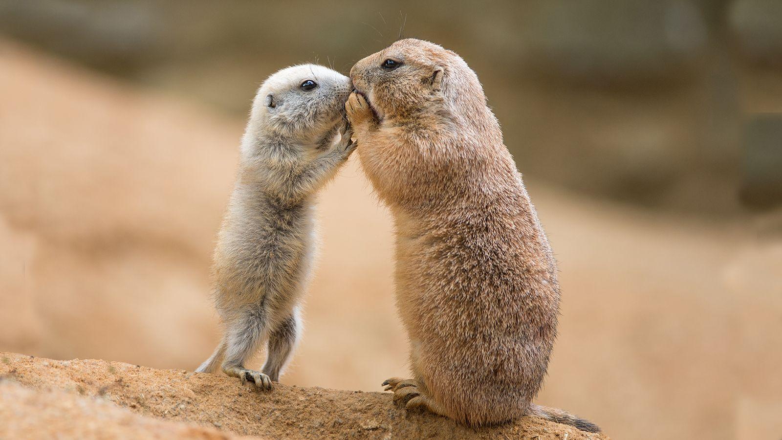 1600x900 Prairie Dog Wallpaper