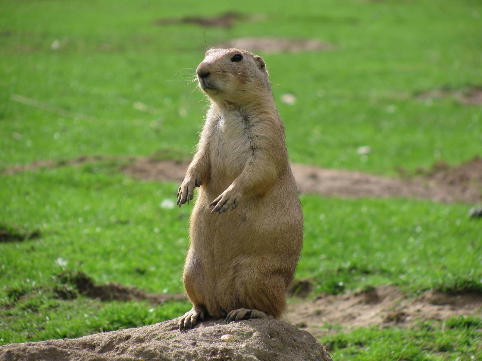 Prairie Dog Wallpapers - Top Free Prairie Dog Backgrounds - WallpaperAccess