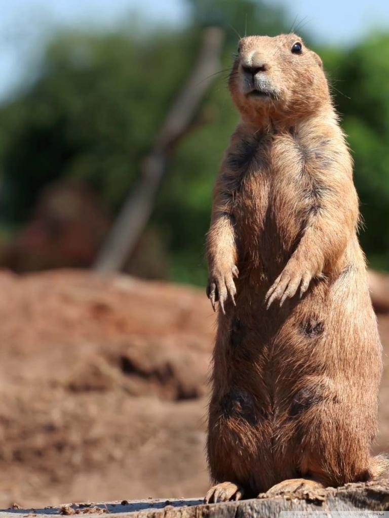 768x1024 Prairie Dogs Ultra HD Desktop Background Wallpaper for 4K UHD TV : Widescreen & UltraWide Desktop & Laptop
