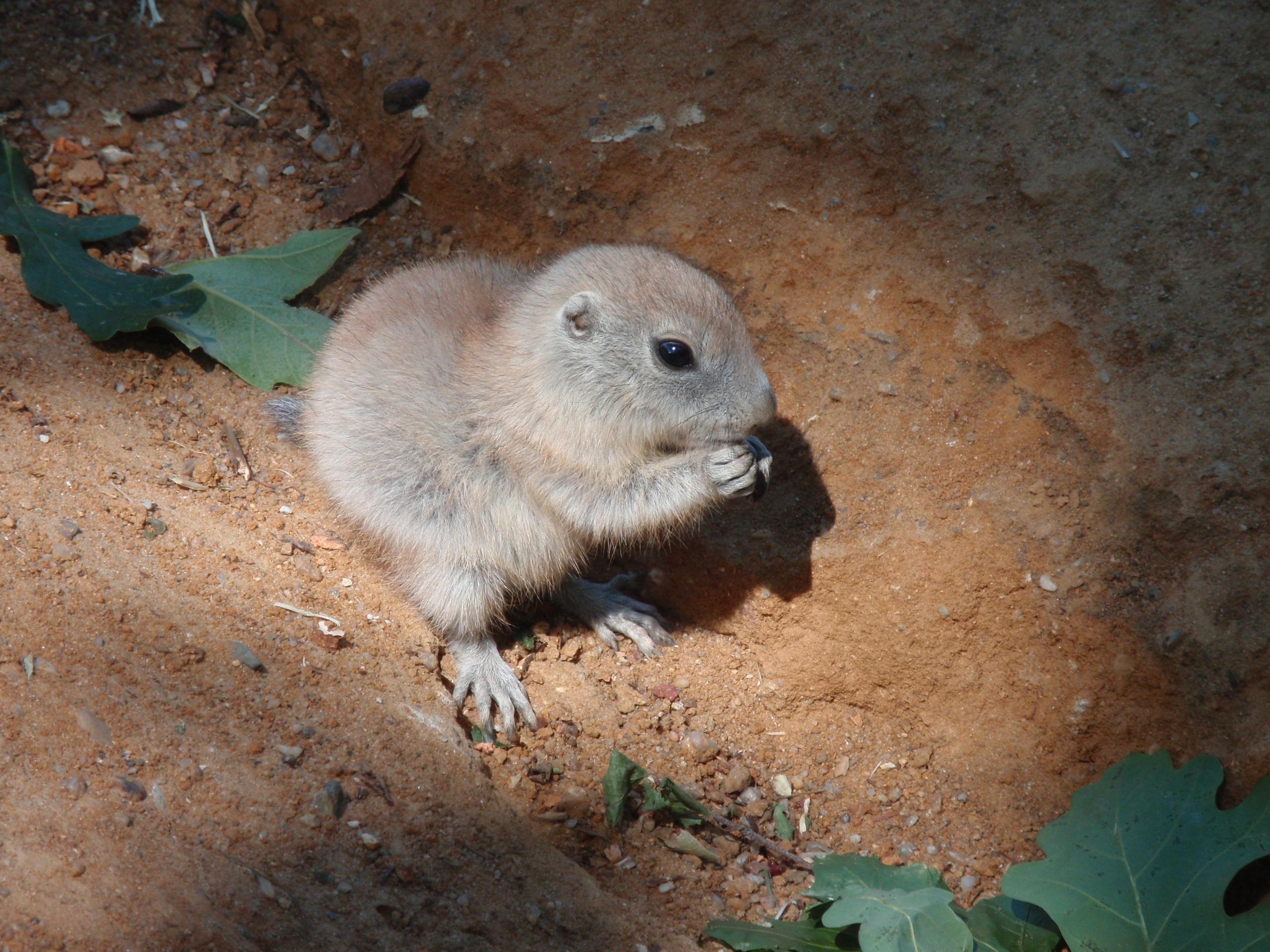 2560x1920 Prairie dog HD Wallpaper and Background Image
