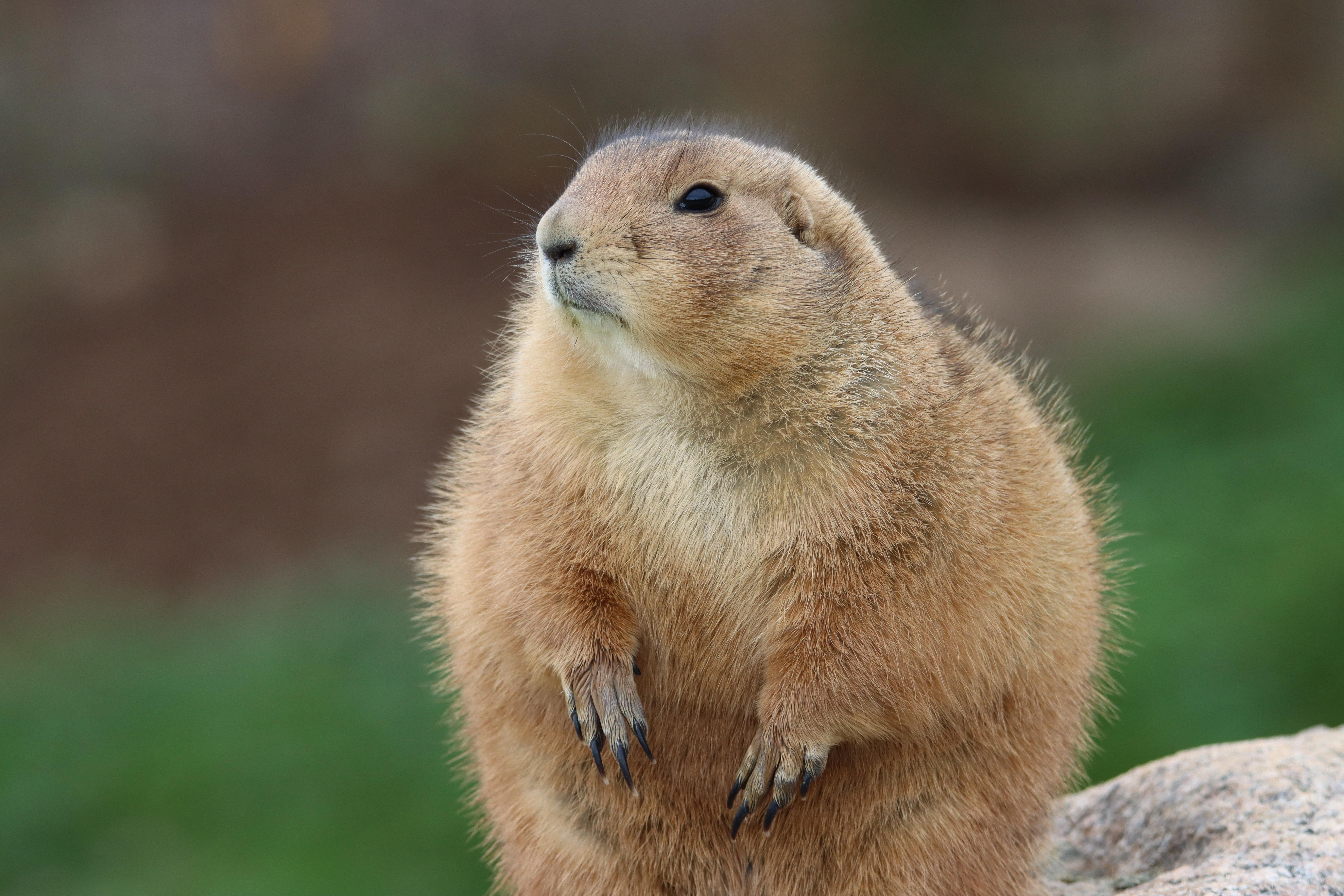 6960x4640 Best Prairie Dog Photo · 100% Free Downloads