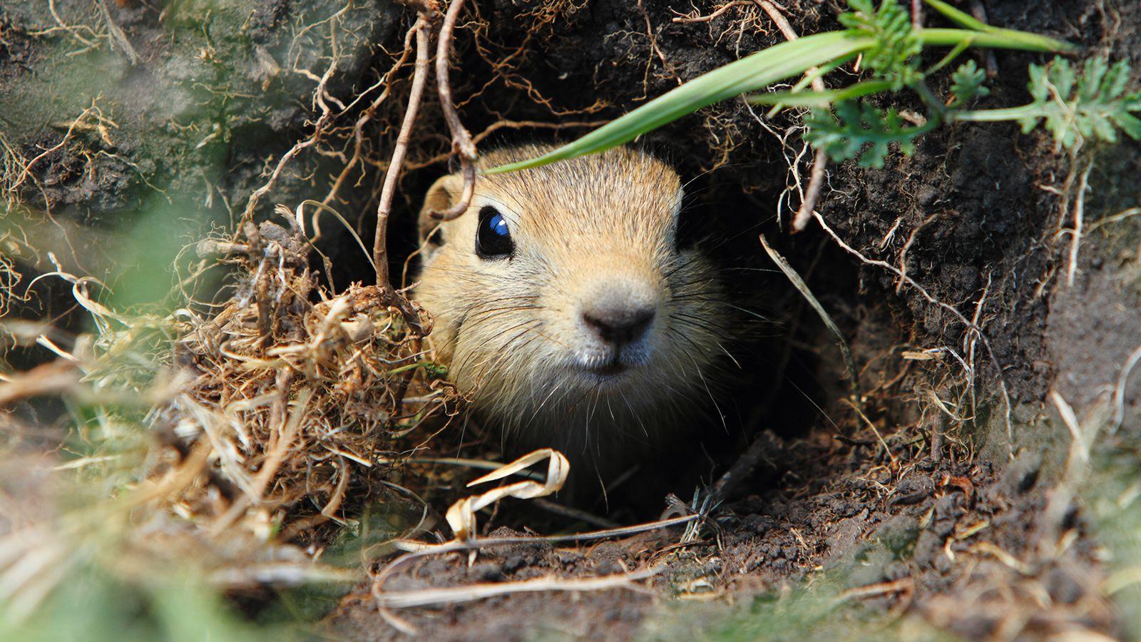 1600x900 Prairie Dog Wallpaper