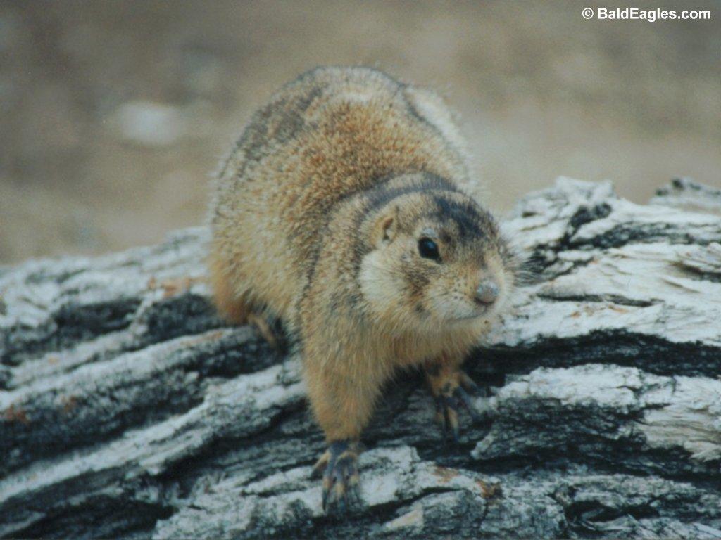 1024x768 Free download prairie dog picture My Wallpaper Home [1024x768] for your Desktop, Mobile & Tablet. Explore Dog Wallpaper for Home. Doggy Wallpaper, Wallpaper of Dogs, Dog Print Wallpaper