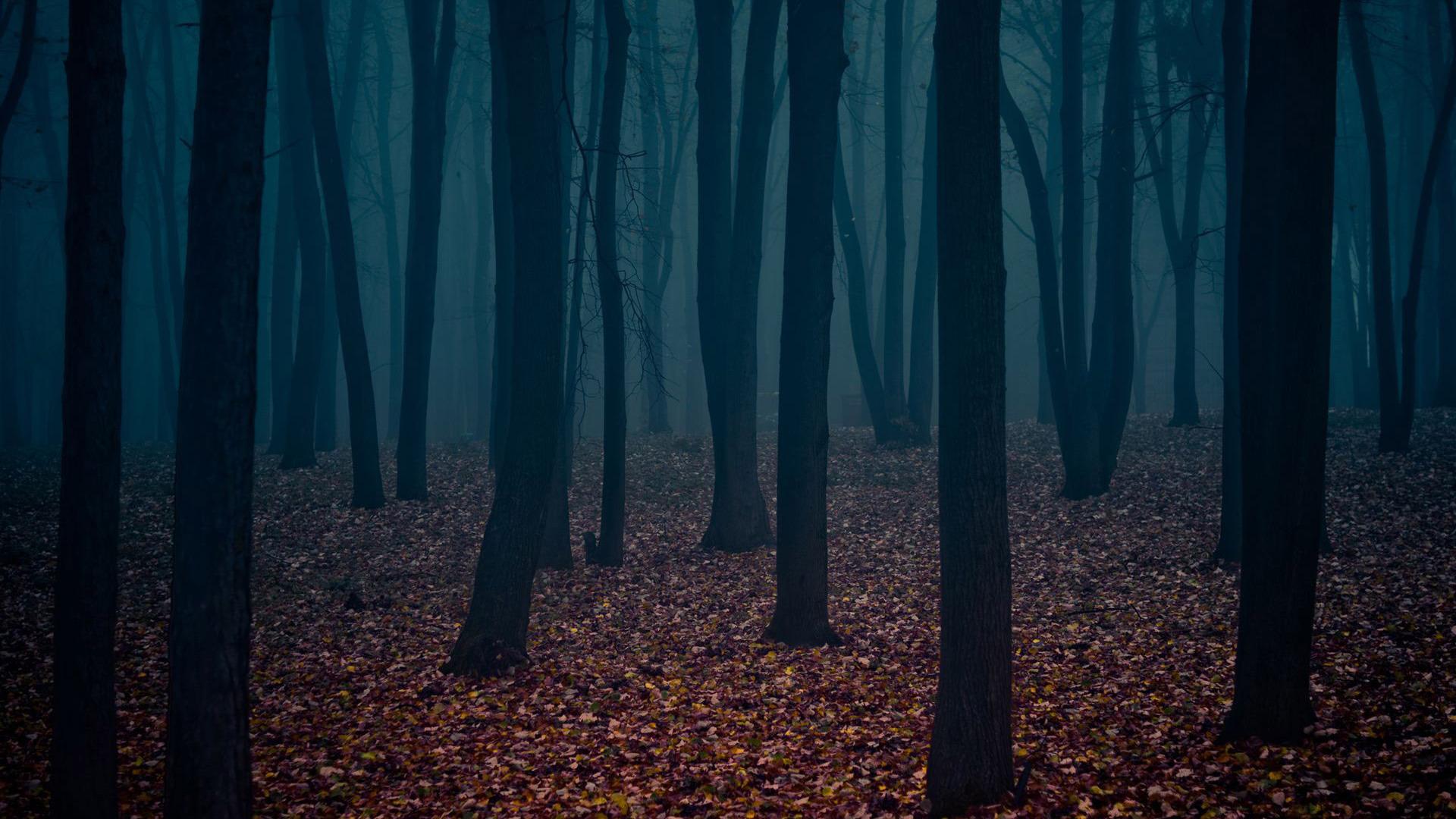 1920x1080 Free download Dark autumn forest Wallpaper 2520 [1920x1080] for your Desktop, Mobile & Tablet. Explore Dark Forest Wallpaper HD. Black Forest Wallpaper, Dark Woods Wallpaper, Creepy Forest Wallpaper