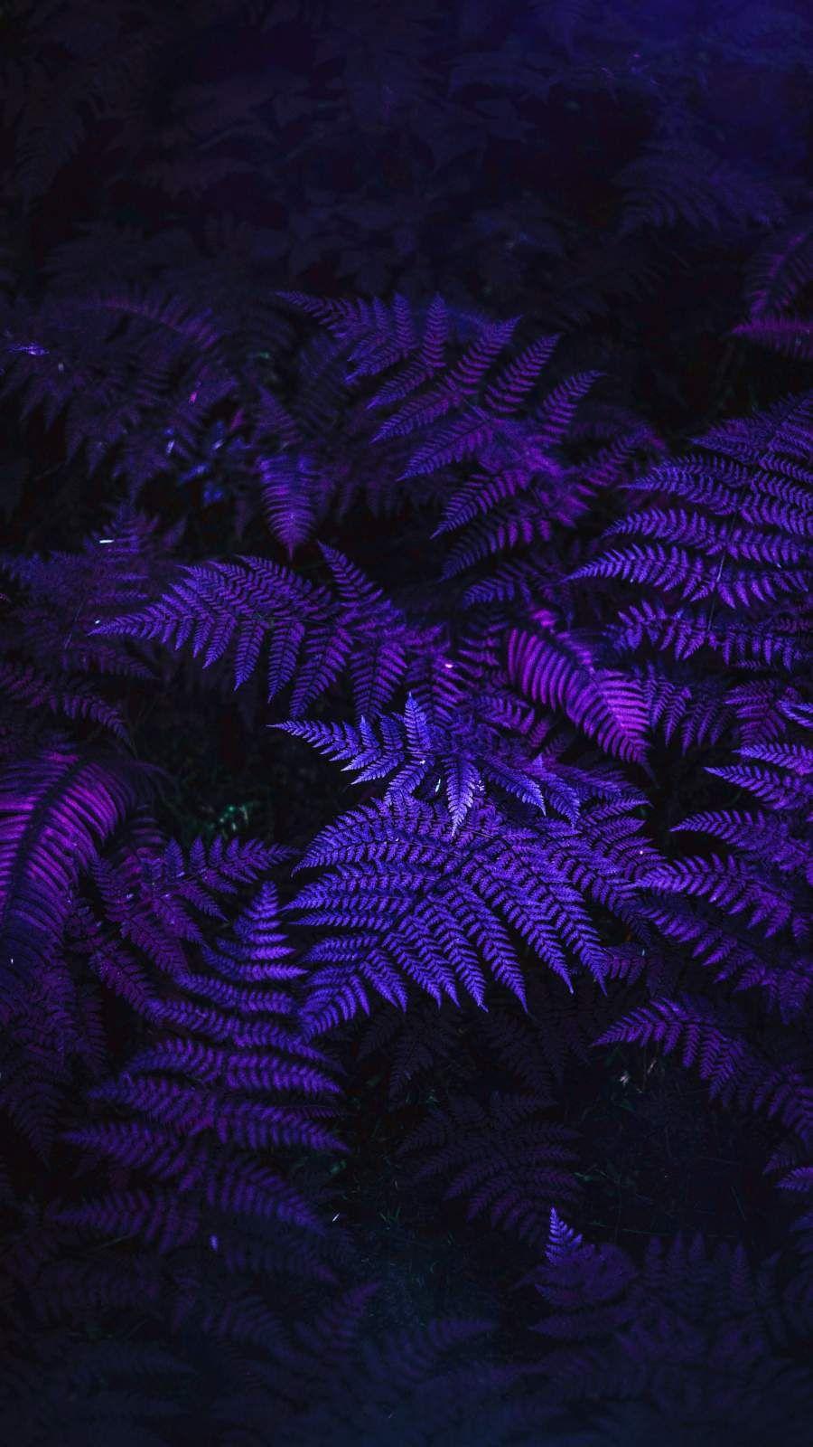 900x1600 Colorful Forest Road iPhone Wallpaper Wallpaper : iPhone Wallpaper. iPhone wallpaper, iPhone wallpaper yellow, Beautiful wallpaper for phone