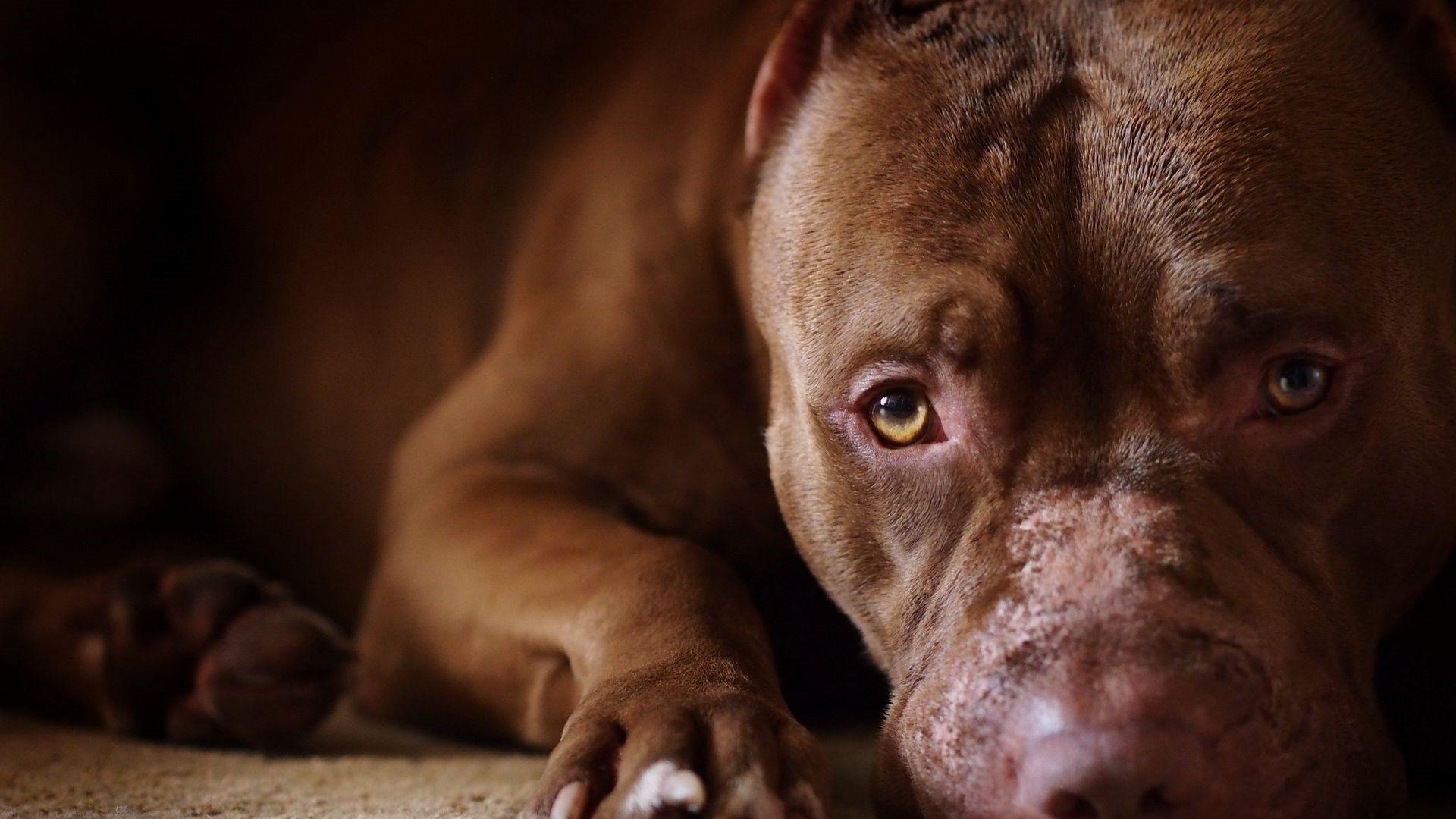 1920x1080 Pitbull Wallpaper