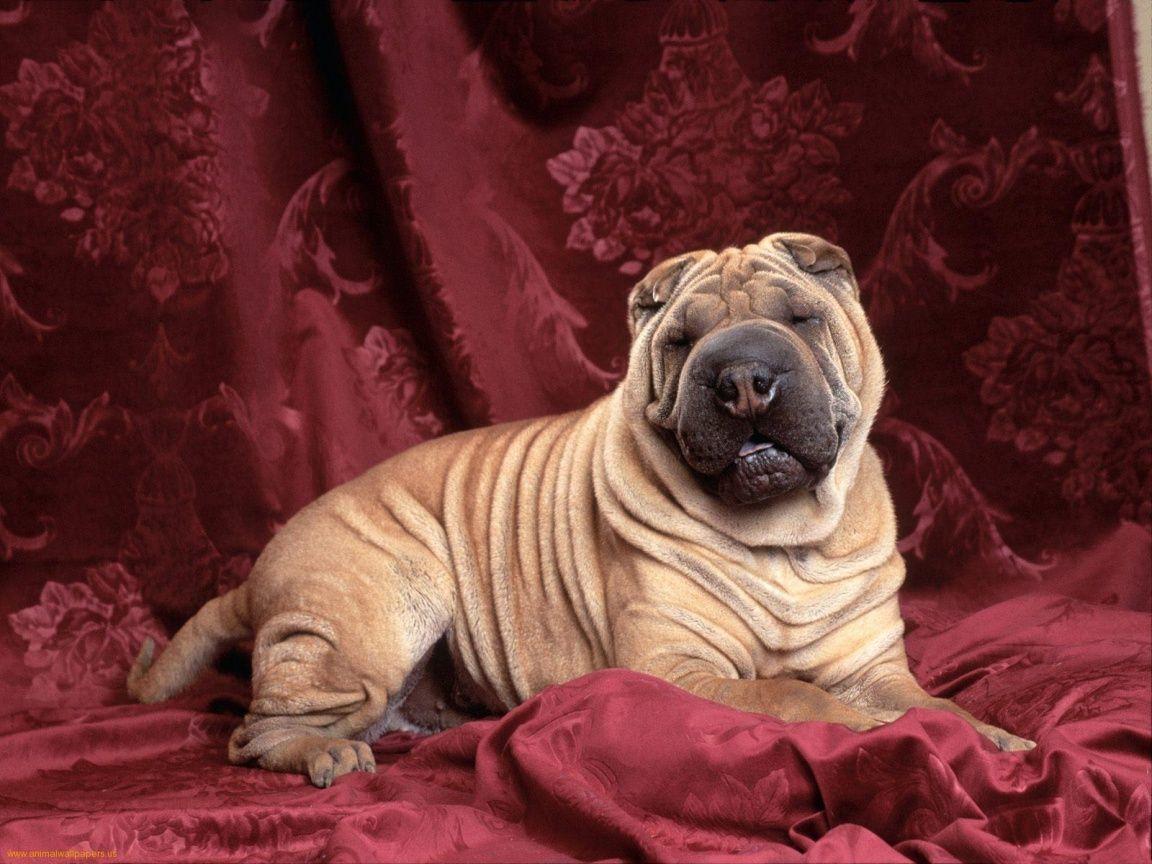 1152x864 Cute Pitbull Puppies Wallpaper
