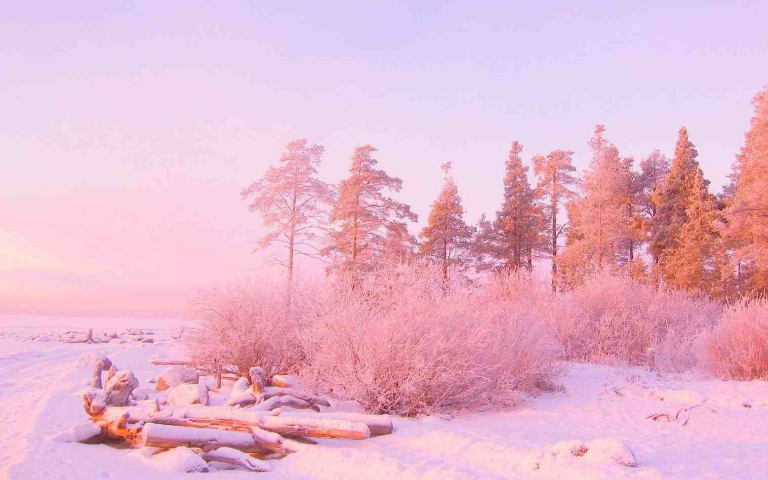 1517x948 Rhwallpapertudiocom Hình ảnh miễn phí Cây Thiên nhiên Mùa đông Ánh sáng Bokeh Sương mù