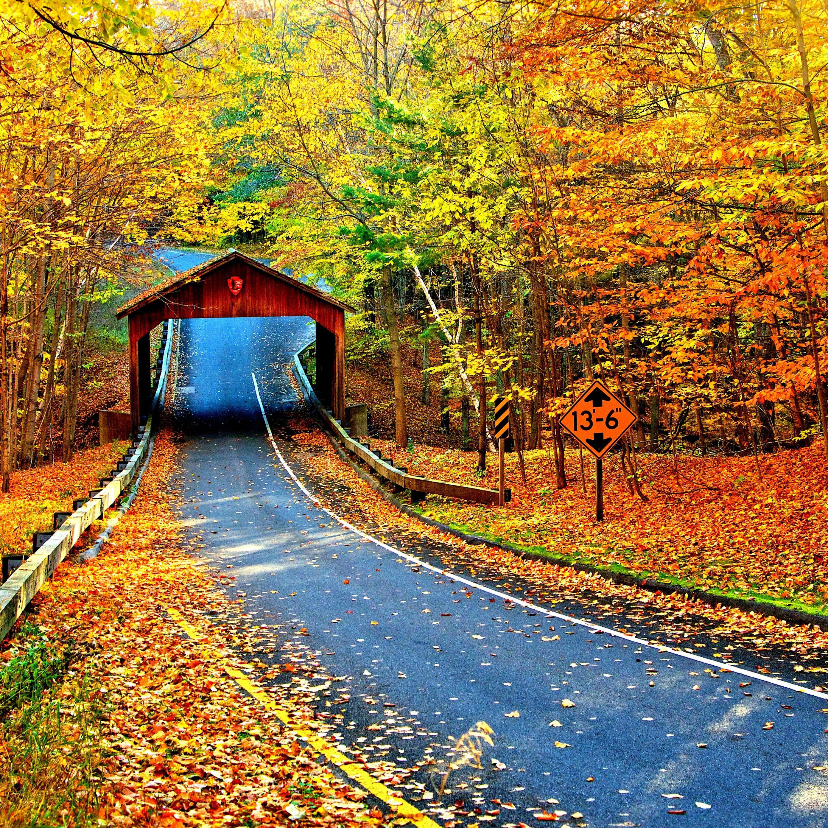2780x2780 Autumn Trees Leaves Road Path Way Nature 5K Wallpaper