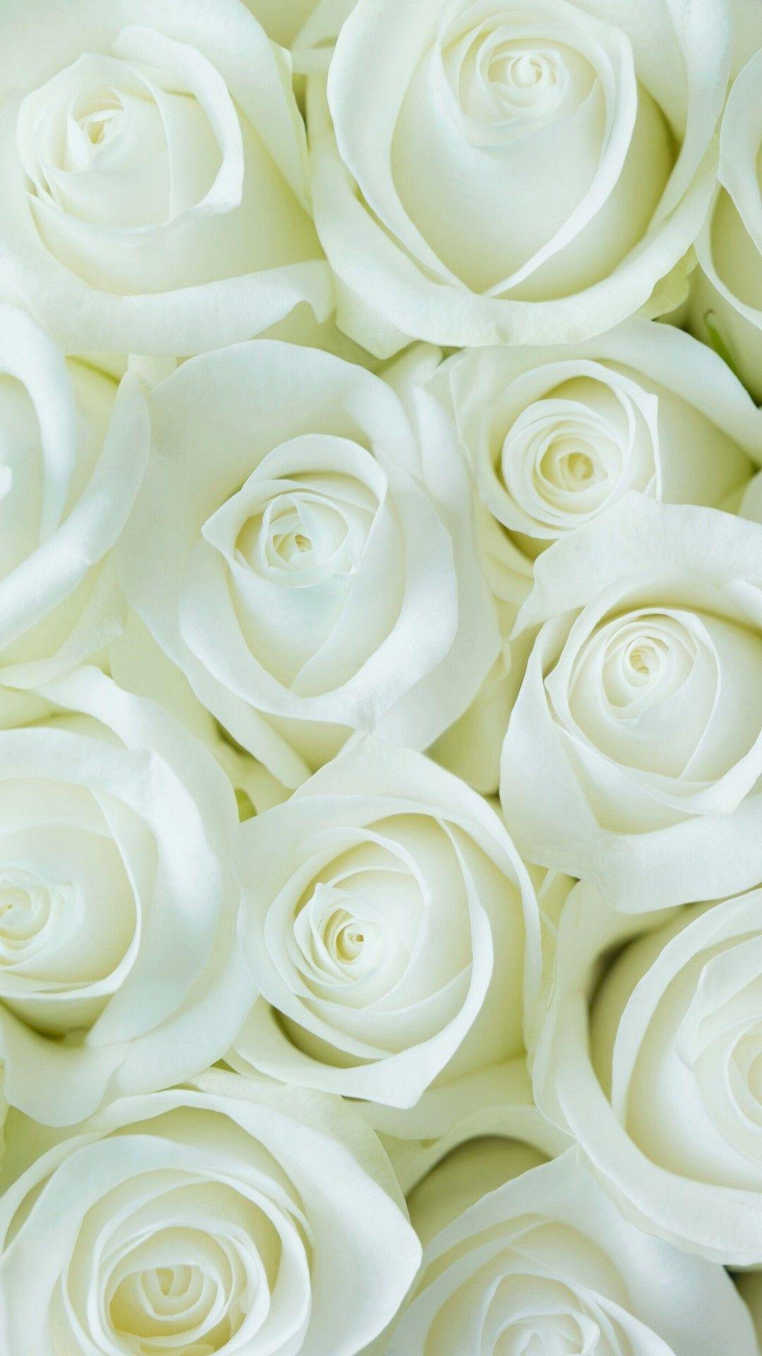 White Rose Flower Wallpapers - Top Free White Rose Flower Backgrounds -  WallpaperAccess