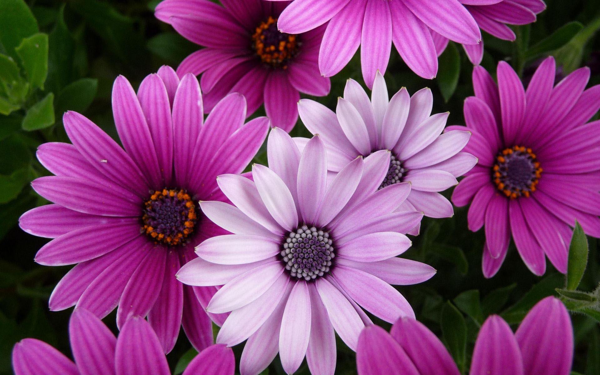 1920x1200 best flower wallpaper
