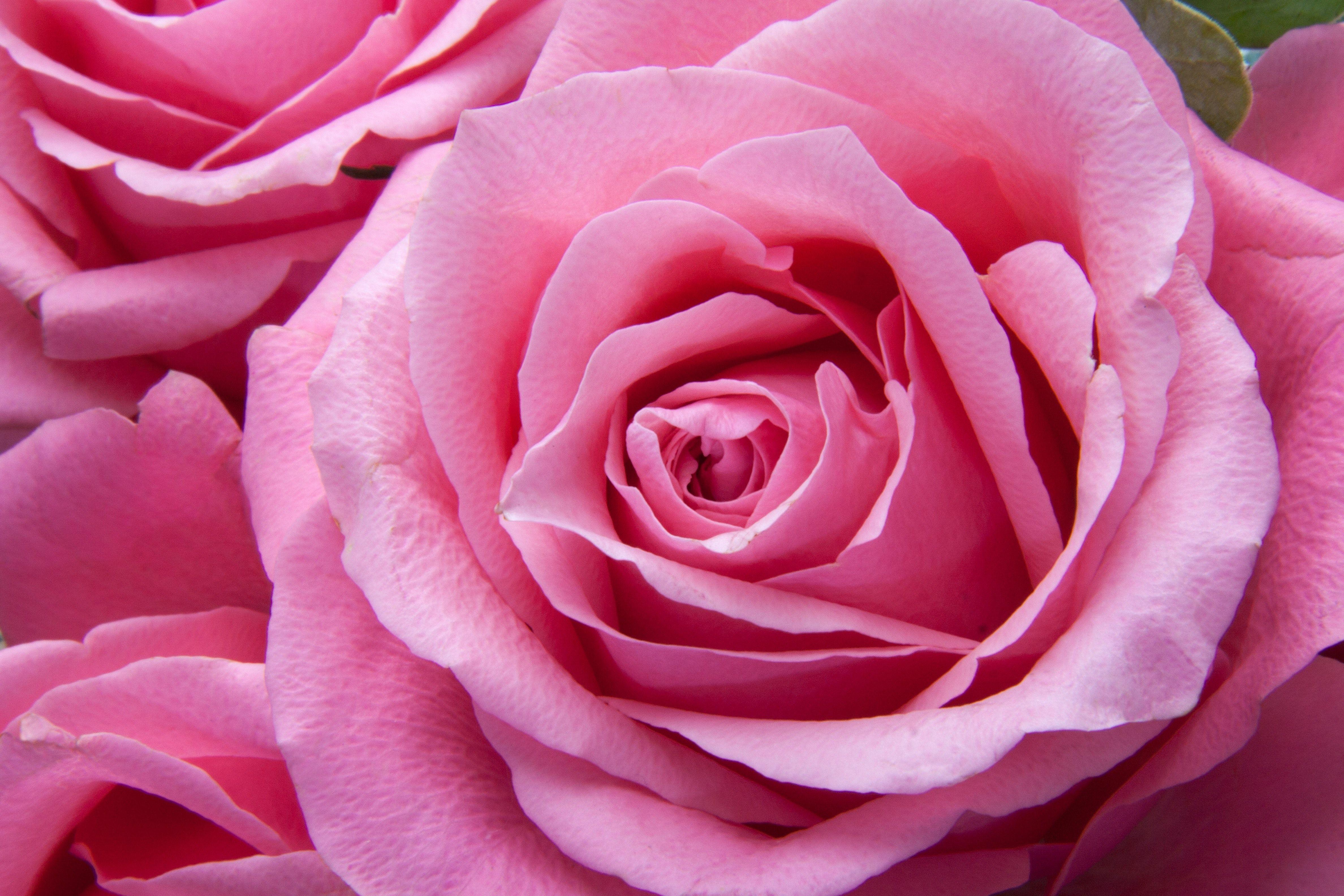 Hình nền 4752x3168 Pink Rose