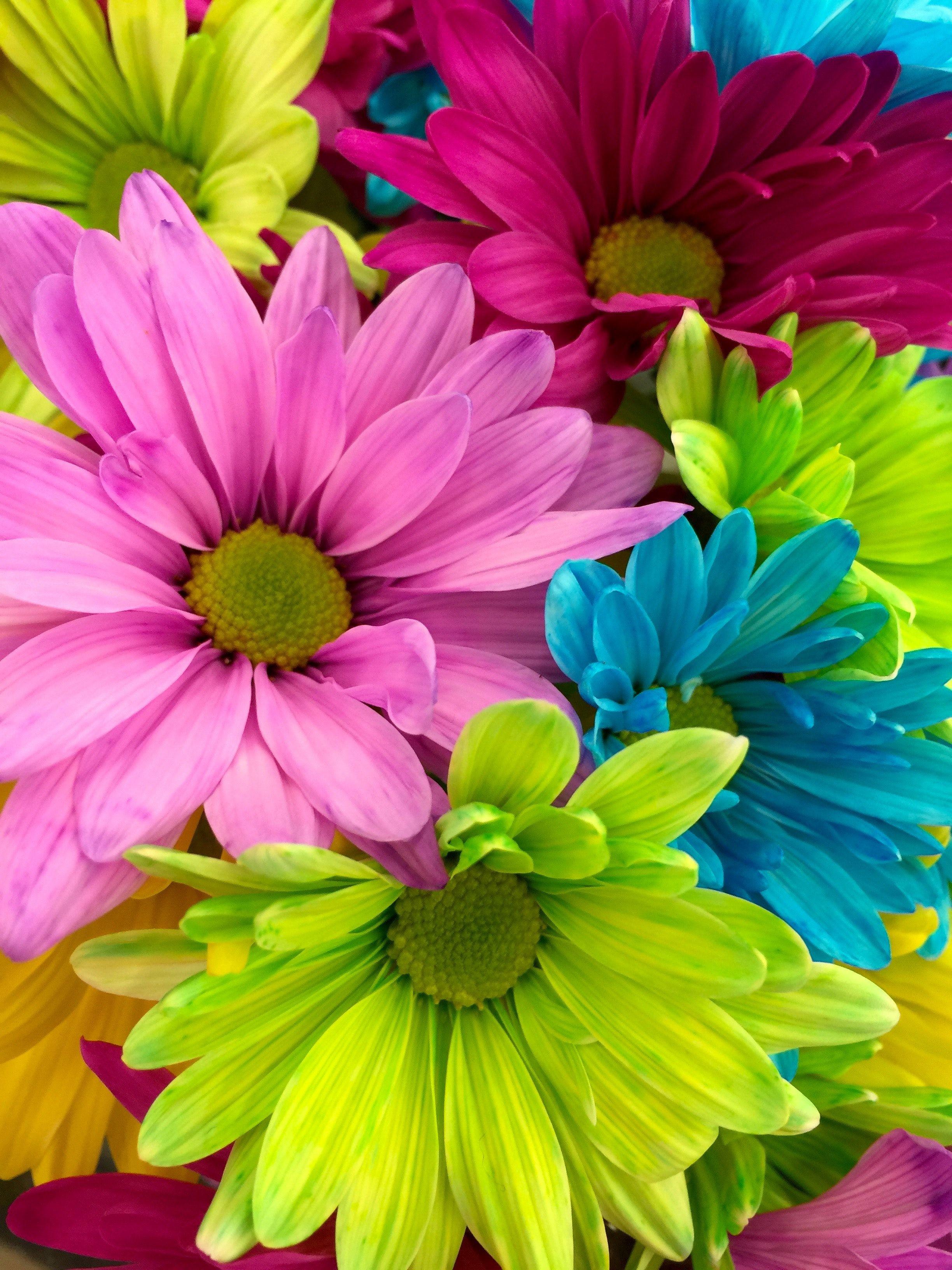 2448x3264 Flower image