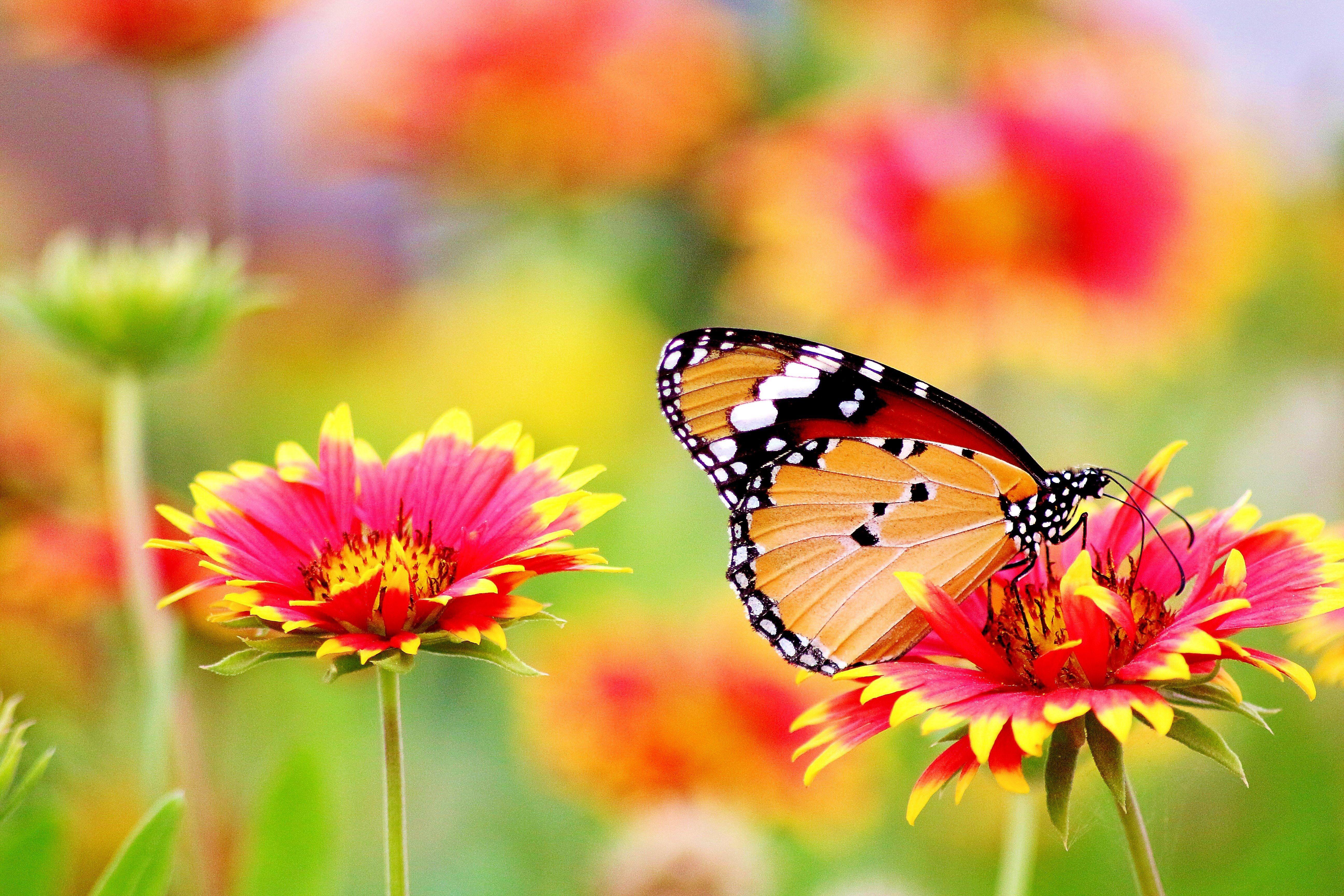 5184x3456 Flower image