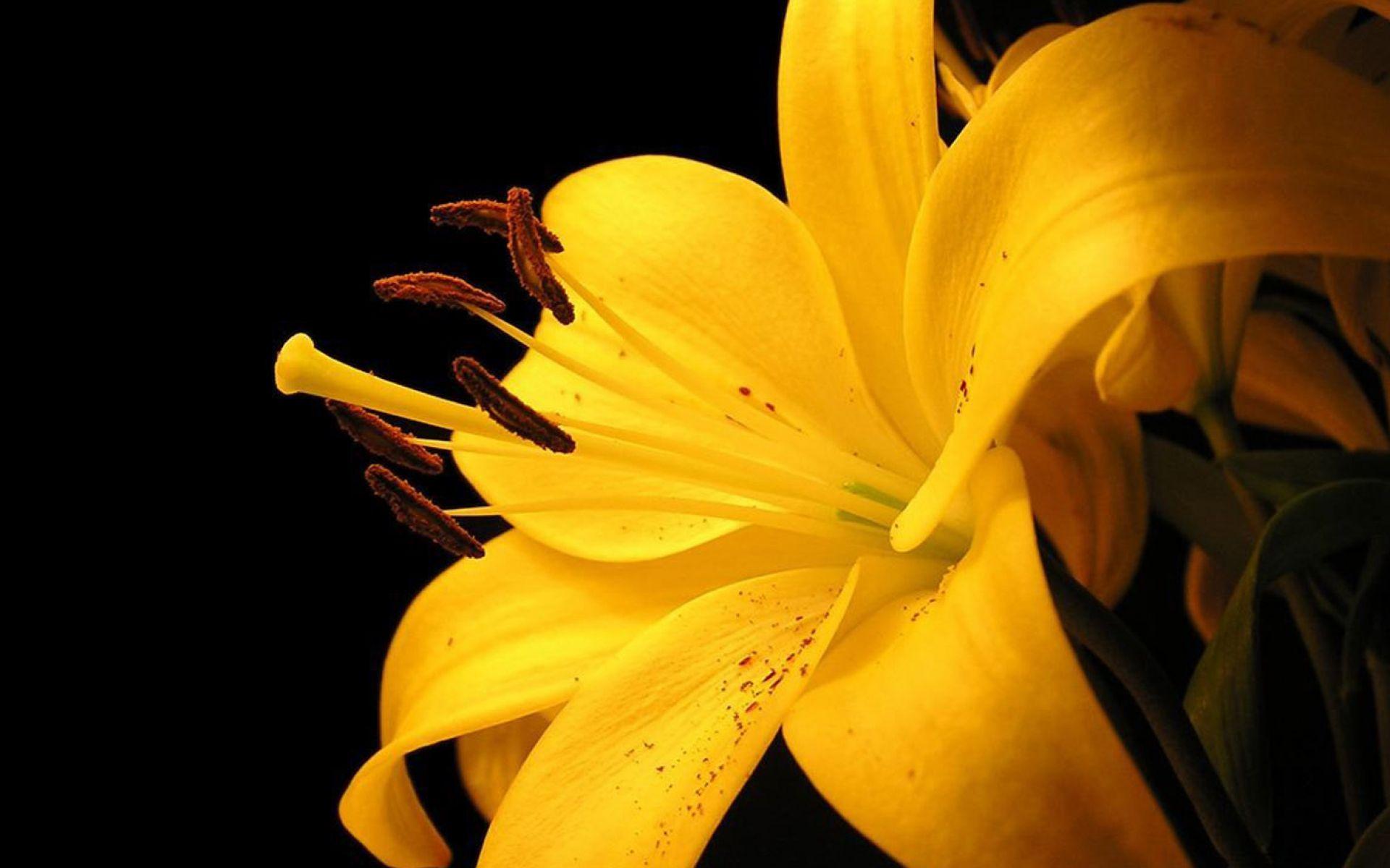 1920x1200 Yellow Flowers Image